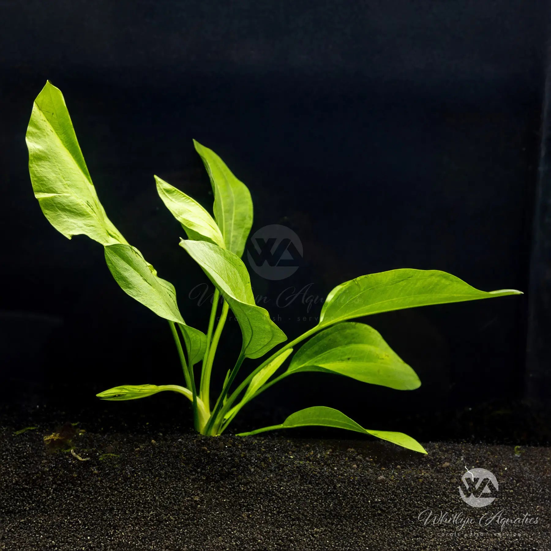 Echinodorus Argentinensis (Argentine Sword) - Live Aquatic Plant for Aquariums & Fish Tanks - Perfect for Freshwater Aquascaping & Decoration