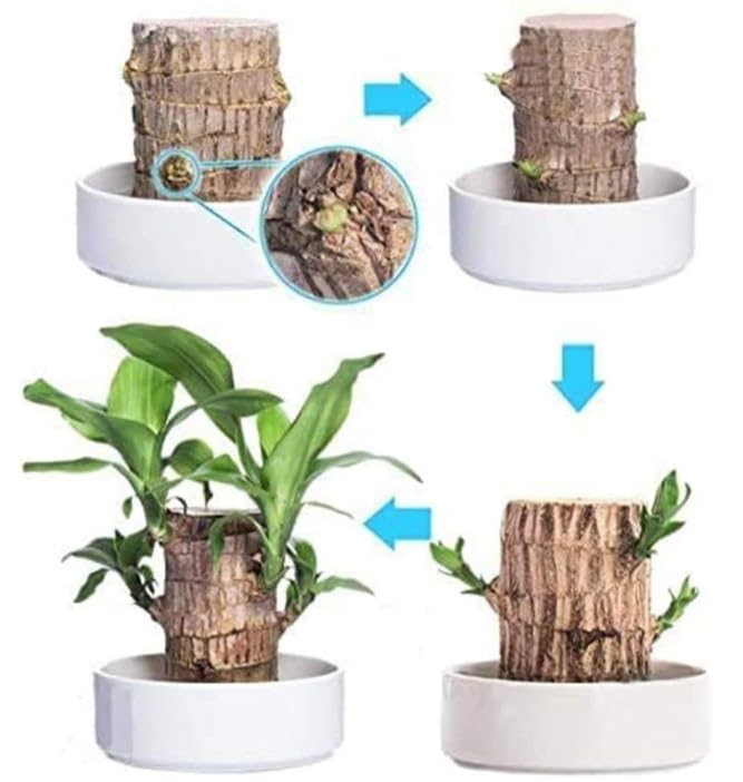 KCRPM Brazilian Lucky Wood Plant - Mini Magical Sprouting Hydroponic Indoor Plant with Groot Doll - Natural Air Purifier for Home & Office Decor - Perfect for Desk, Living Room, and Gift Giving