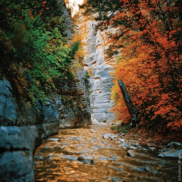 Kodak Professional Ektar 100 Color Negative Film (120 Roll Film) - High-Quality Medium Format Photography for Landscapes, Portraits & Travel