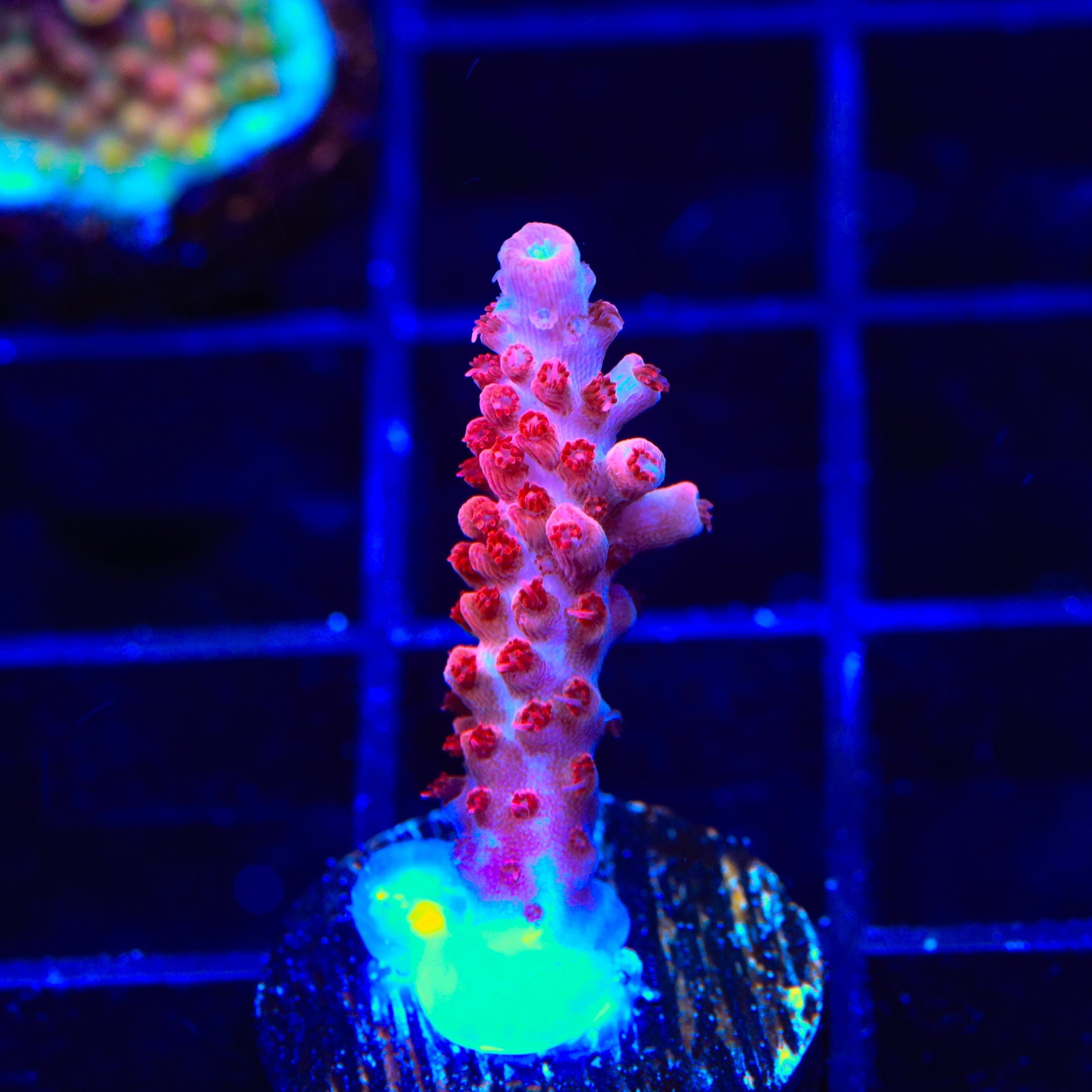 Premium CB Maleficent Acropora Coral for Saltwater Aquariums - Vibrant Purple SPS Coral for Reef Tanks & Marine Displays