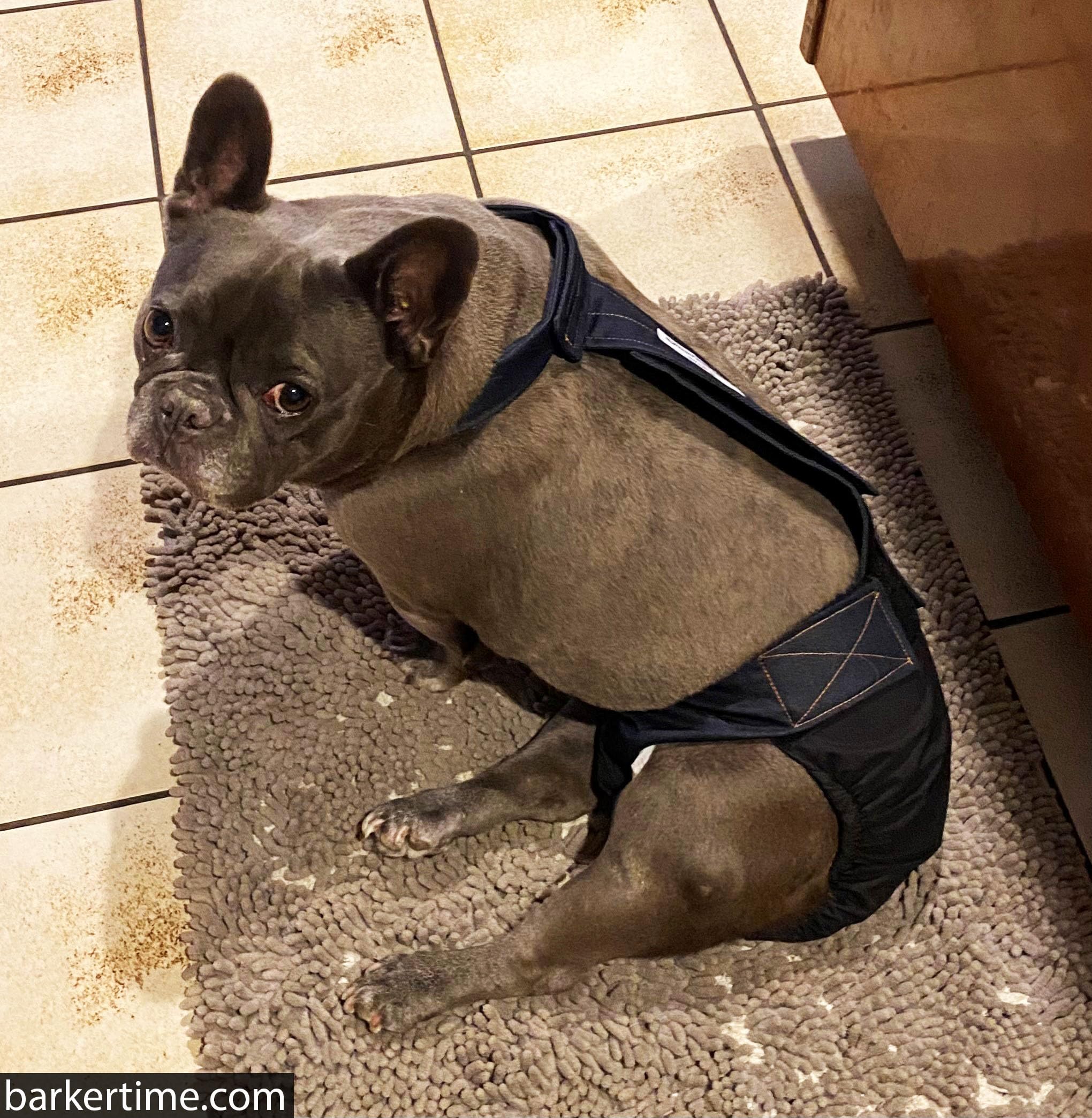 Denim on Black Dog Diaper Overall for Large Dogs - XL Size No Tail Hole - Made in USA - Perfect for House Training & Pet Fashion