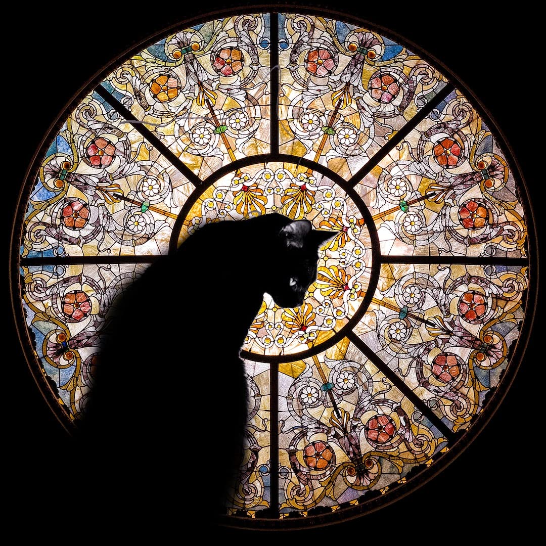 Premium Wooden Jigsaw Puzzle for Adults - Cathedral Cat Design - 372 Piece Challenging Puzzle - Handcrafted in USA by Nautilus Puzzles - Perfect for Stress Relief, Family Game Night & Home Decor