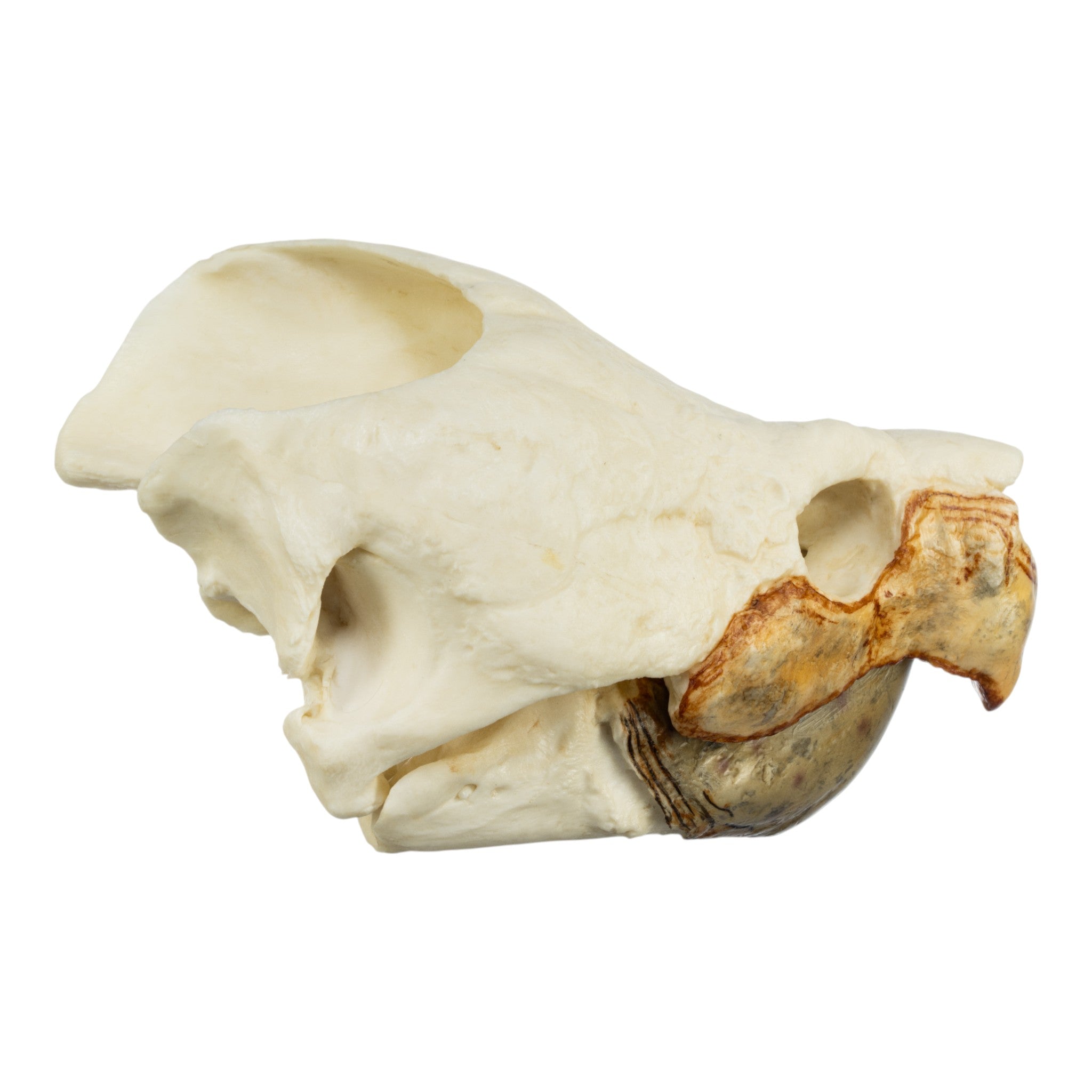 Authentic Replica Alligator Snapping Turtle Skull - Lifelike Educational Specimen for Science Classrooms, Nature Collections & Home Decor