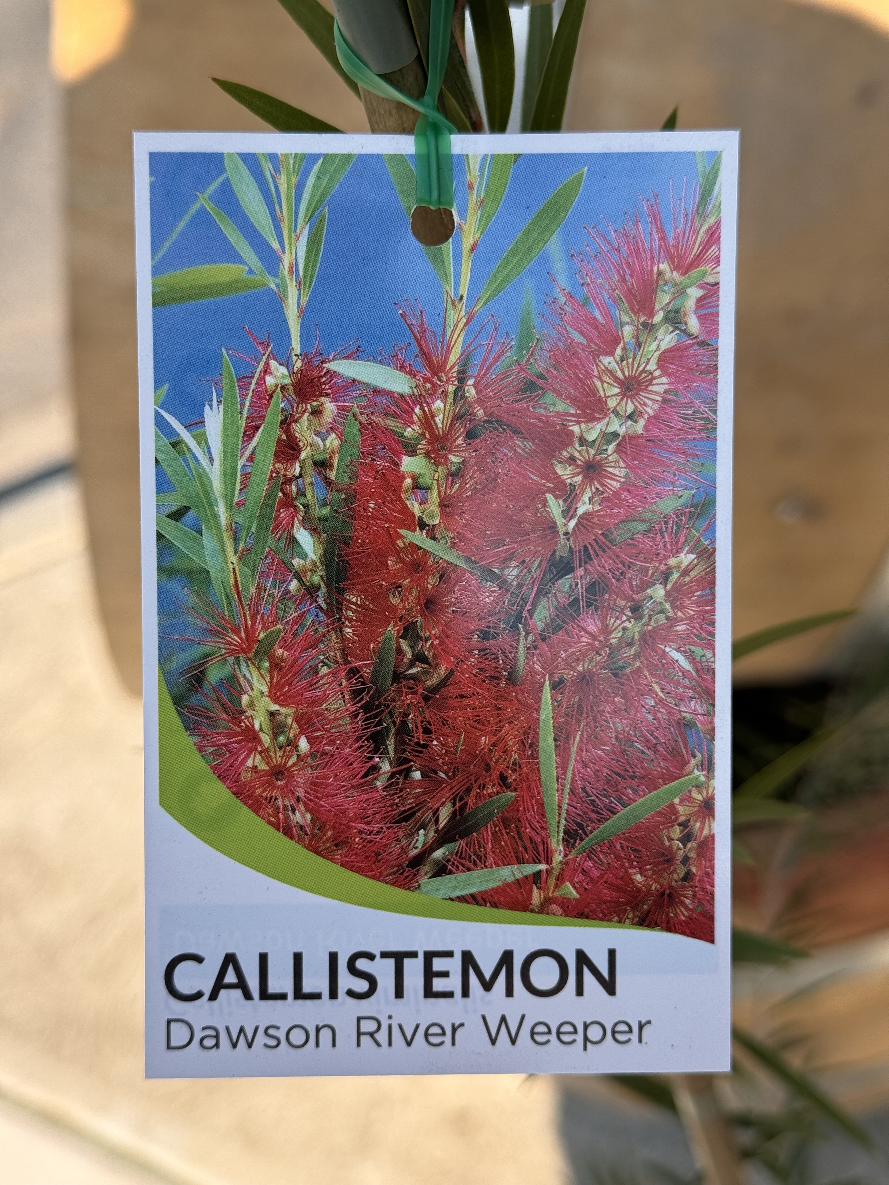 Callistemon viminalis 'Dawson River Weeper' - Bottlebrush Tree for Landscaping, Drought-Tolerant Garden Plants, Attracts Hummingbirds & Butterflies - Perfect for Backyard, Patio, and Xeriscape Gardens