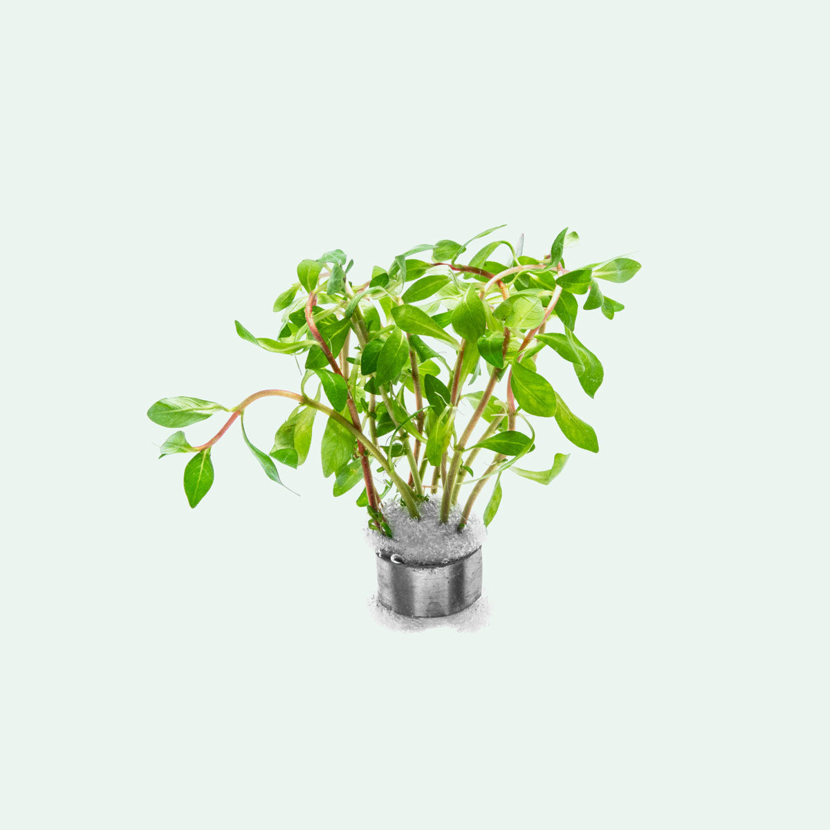 Ludwigia Inclinata var. Verticillata 'Pantanal' Aquatic Plant for Freshwater Aquariums - Perfect for Aquascaping and Fish Tank Decoration