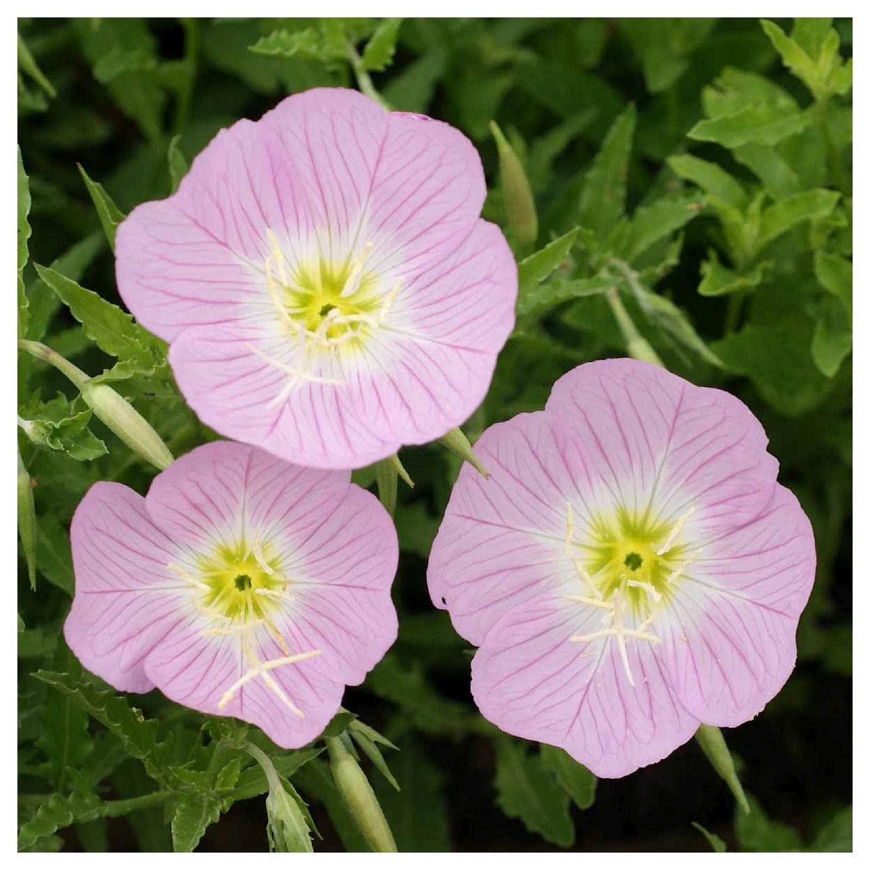 Everwilde Farms - 1/4 Lb Showy Evening Primrose Native Wildflower Seeds - Gold Vault Pack | Attracts Pollinators & Enhances Gardens | Perfect for Landscaping, Meadows & Wildlife Habitats
