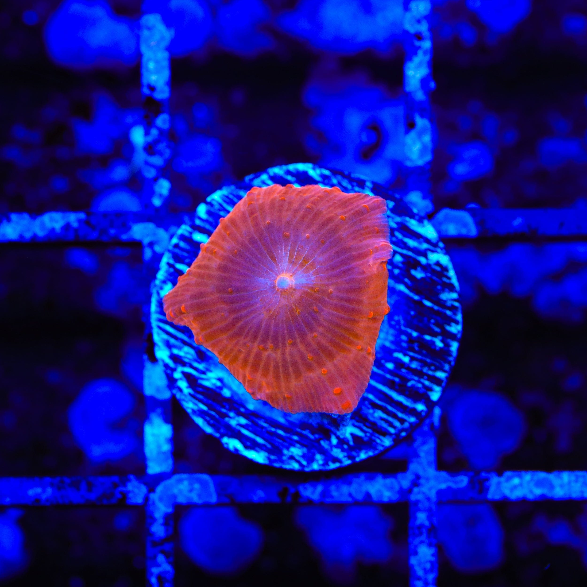 Flaming Mushroom Coral for Saltwater Aquarium - Vibrant Live Coral for Reef Tanks & Marine Aquascaping
