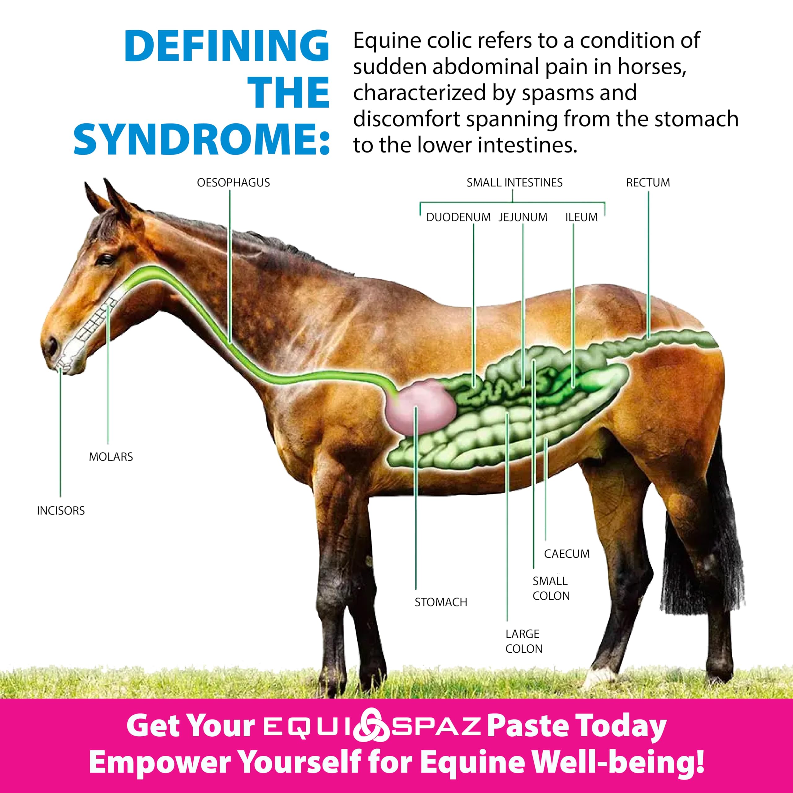 Saratoga Veterinary Horse Digestion Supplement - Fast Relief for Intestinal Gas & Colic in 15 Minutes (6 Pack) | Supports Healthy Gut & Comfort for Show Horses, Racehorses & Trail Riders