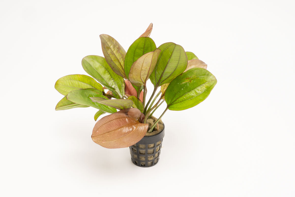 Echinodorus Red Flame Aquatic Plant - Live Freshwater Aquarium Plant for Fish Tanks, Ponds & Aquascaping | Easy to Grow & Low Maintenance | Perfect for Beginners & Experts
