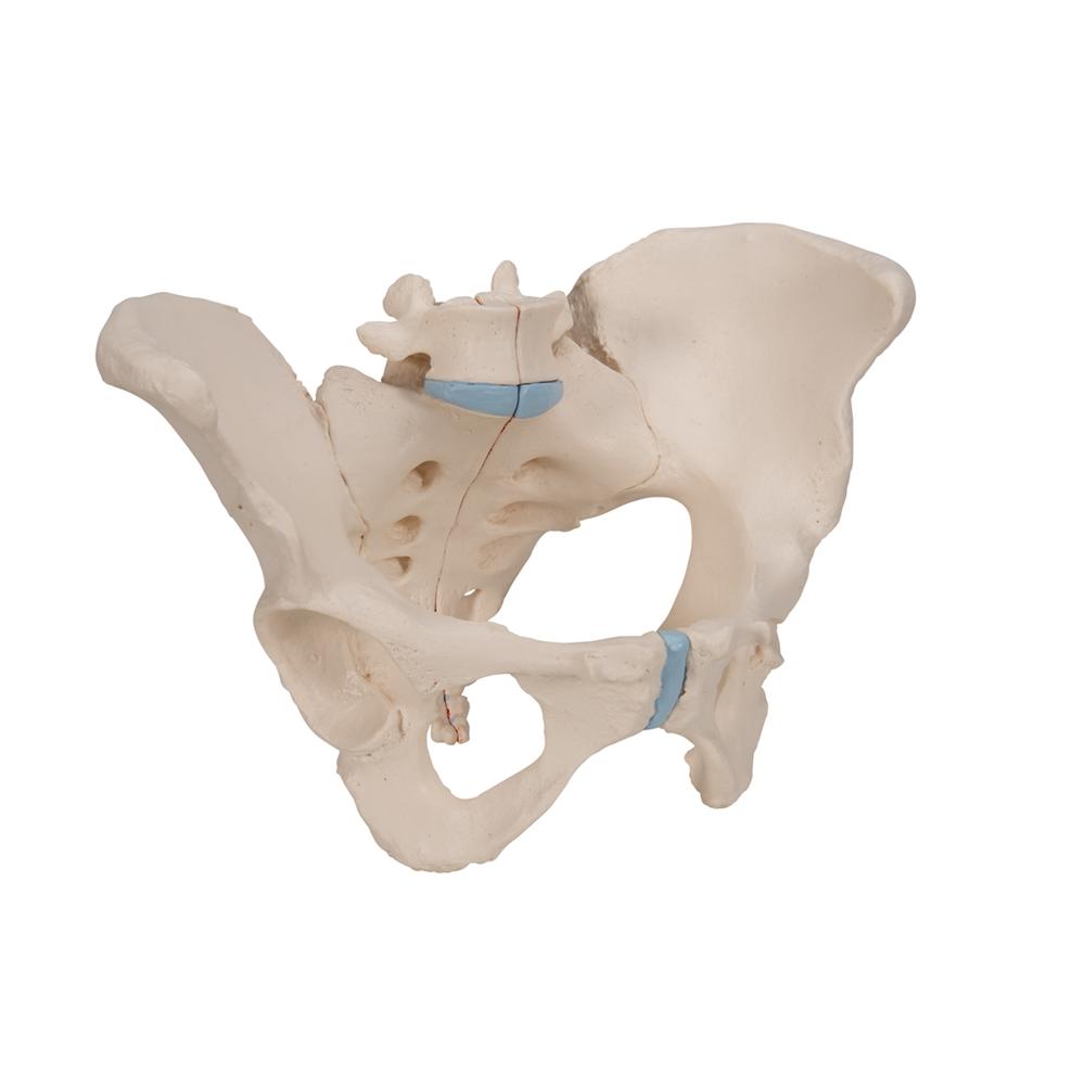 3-Part Female Pelvis Anatomy Model - Medical Teaching Tool for Students & Professionals | Ideal for Classroom, Lab & Study Use
