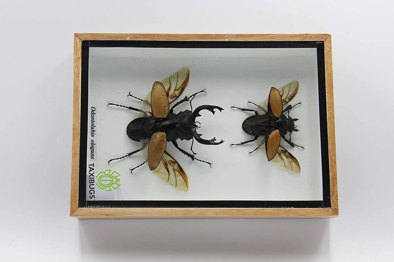Odontolabis Elegans Beetle Taxidermy Display - Male & Female Entomology Specimen in Wooden Frame Box | Insect Collection, Home Decor, Educational Display