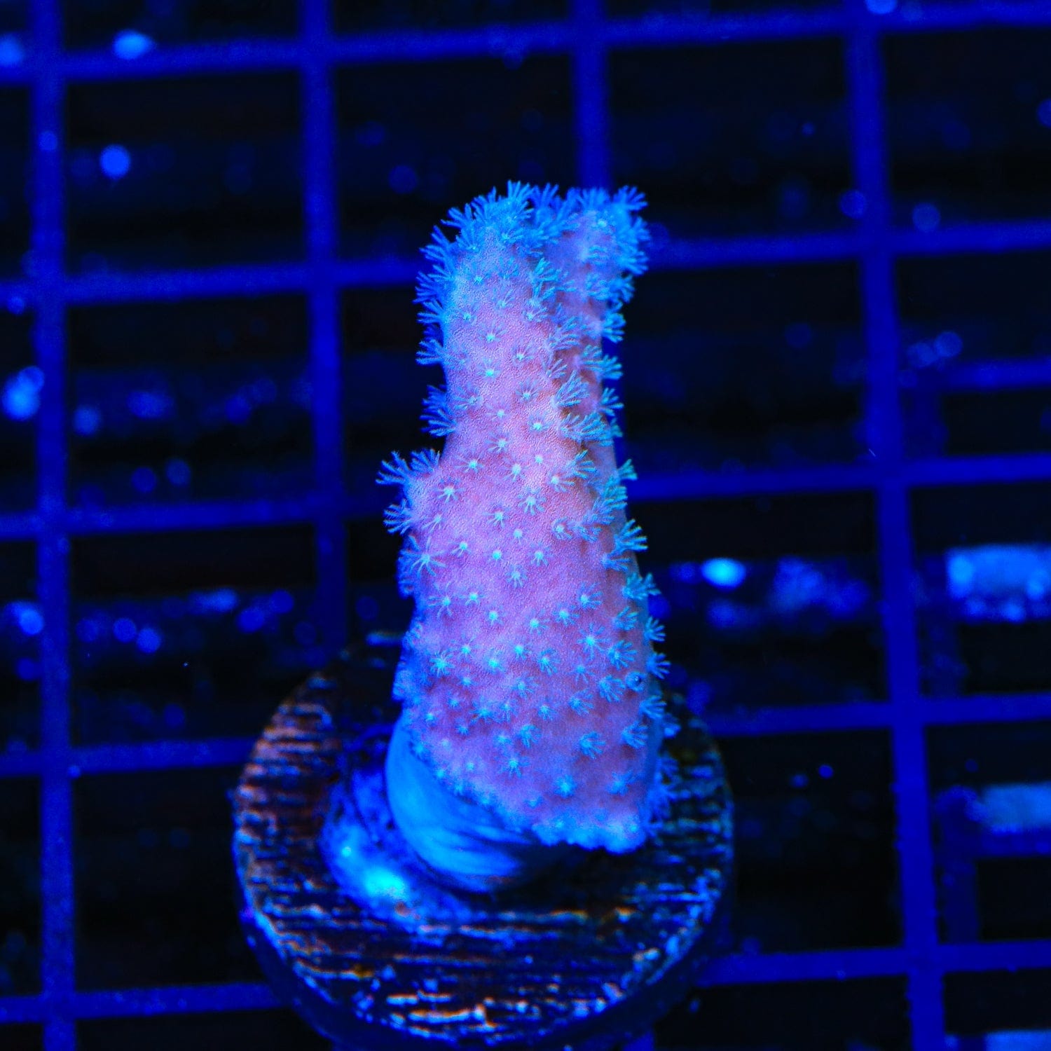 Blue Leather Coral for Saltwater Aquariums – Vibrant Soft Coral for Reef Tanks, Marine Fish Tanks & Aquatic Decor | Perfect for Beginners & Experienced Hobbyists