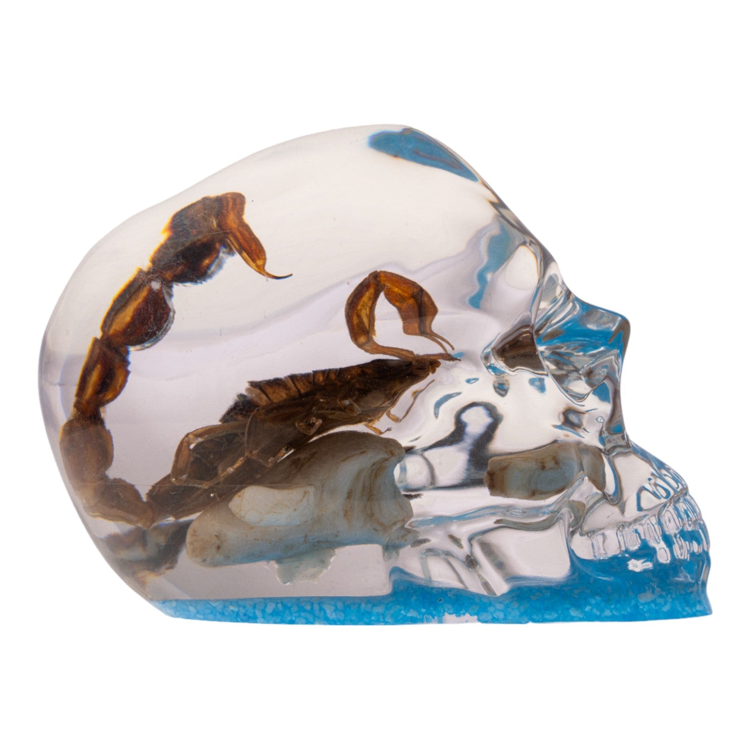 Real Golden Scorpion Encased in Clear Acrylic Skull Display - Perfect for Home Decor, Gothic Collections, and Unique Gift Ideas