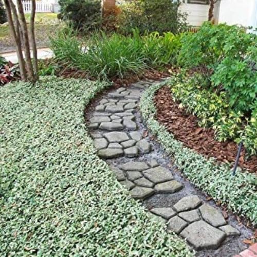 Variegated Asiatic Jasmine Plants - 36 Live 4