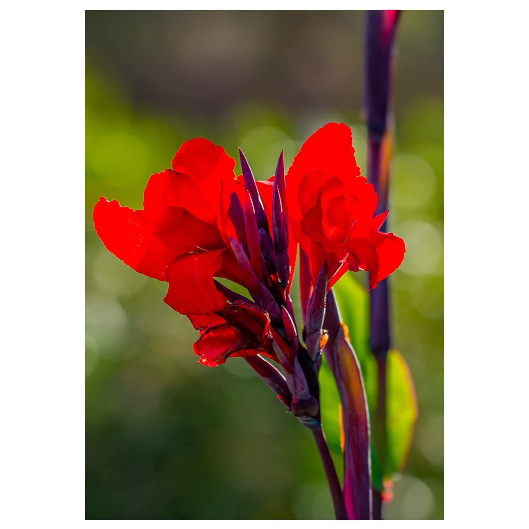 Red Flower Photography Fine Art Greeting Cards - Blank Inside for All Occasions | Perfect for Birthdays, Weddings & Thank You Notes