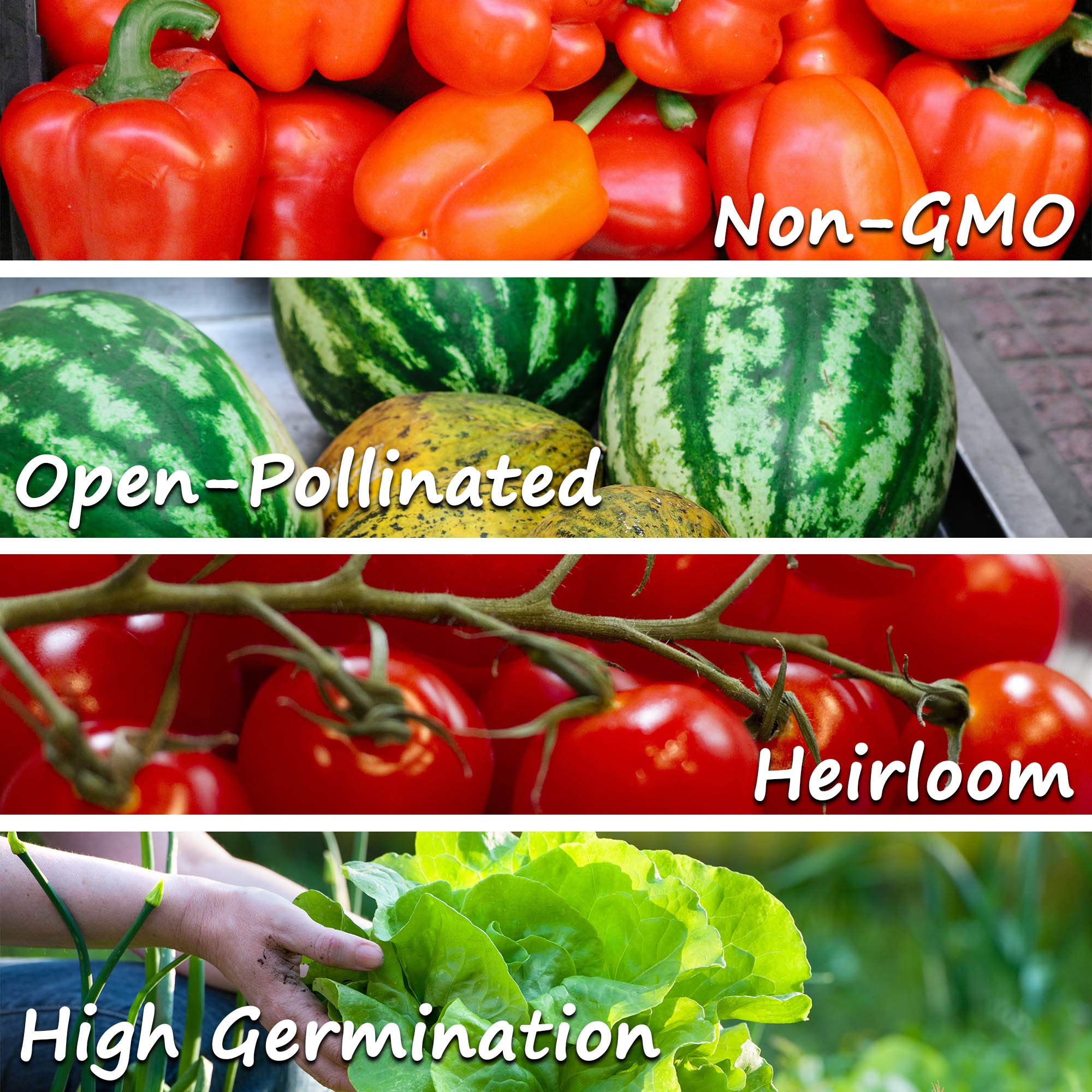 Non-GMO Heirloom Corn Seeds - 25 LB Bulk for Vegetable Gardening