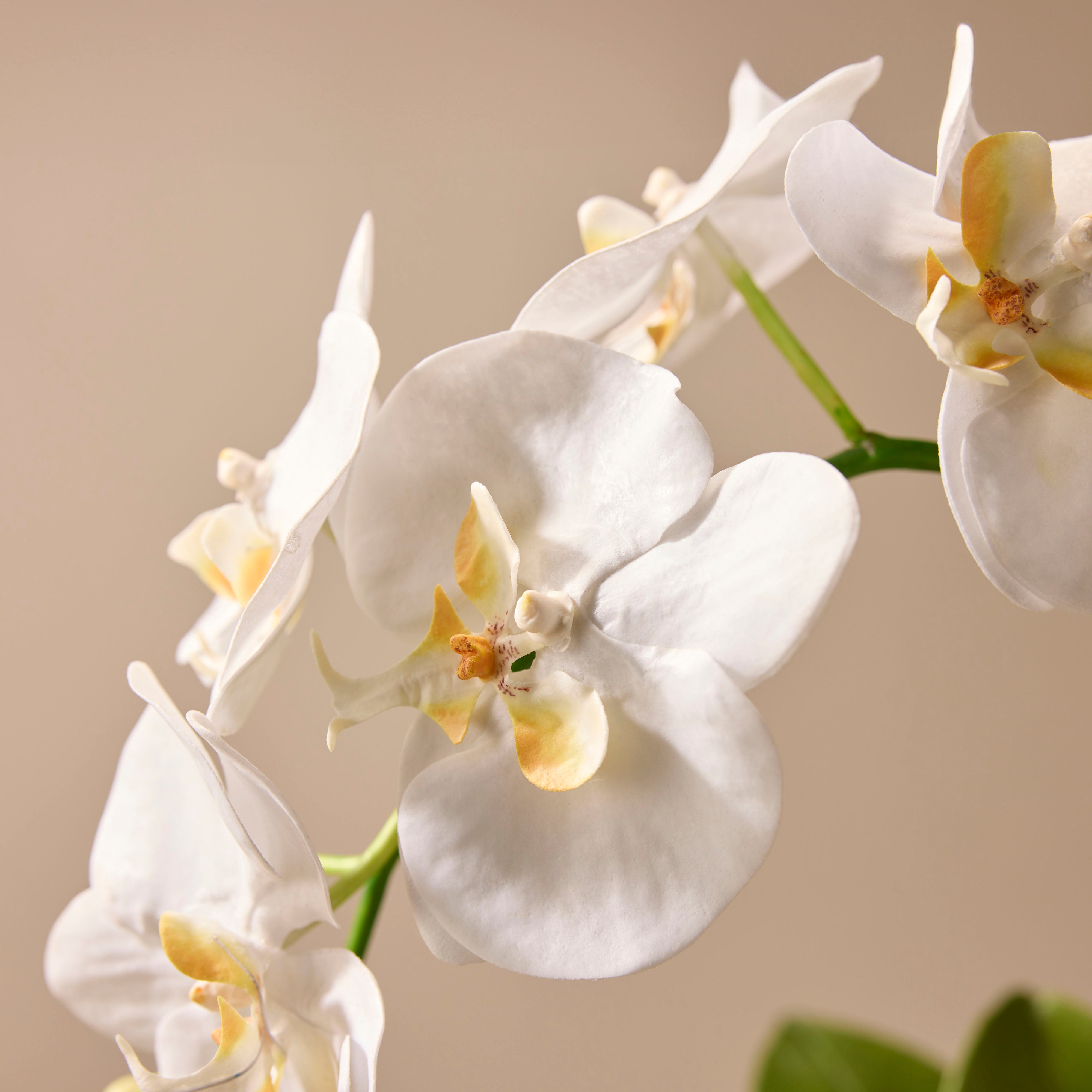 Premium Faux Phalaenopsis Orchid Plant in White - 24 Inch Tall Artificial Silk Orchid with Maliah Pot - Perfect for Home Decor, Office, Wedding Centerpieces & Gift Giving