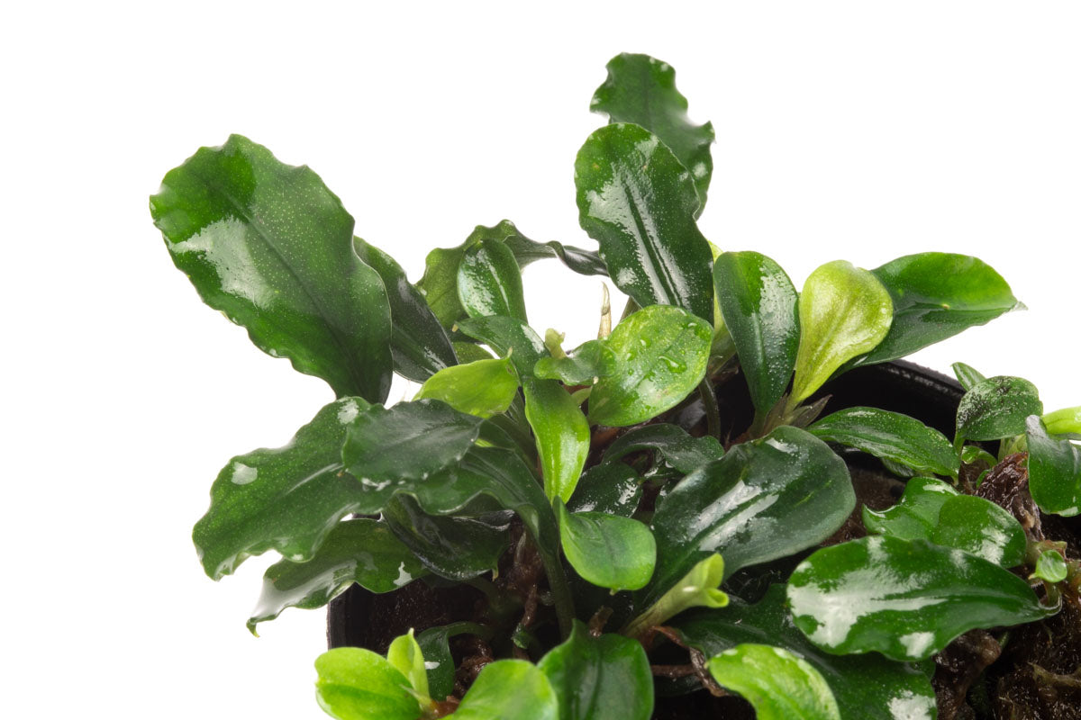 Bucephalandra Green Wavy Live Aquarium Plant - Rare Aquatic Plant for Fish Tank, Aquascaping & Nano Tanks | Perfect for Low-Tech Planted Aquariums & Shrimp Habitats