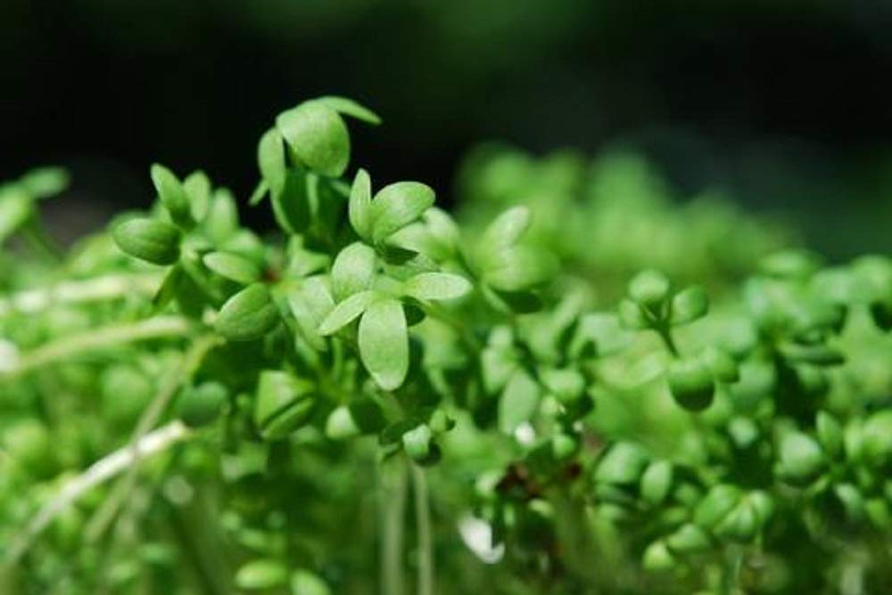 Cool Beans N Sprouts Curled Cress Seeds - 500 Count Pack for Home Gardening | Perfect for Salads, Sandwiches & Microgreen Cultivation