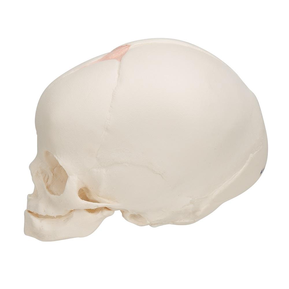 30 Week Fetal Skull Model - Accurate Pregnancy Development Anatomy for Medical Students & Educators | Perfect for Classrooms, Labs & Study