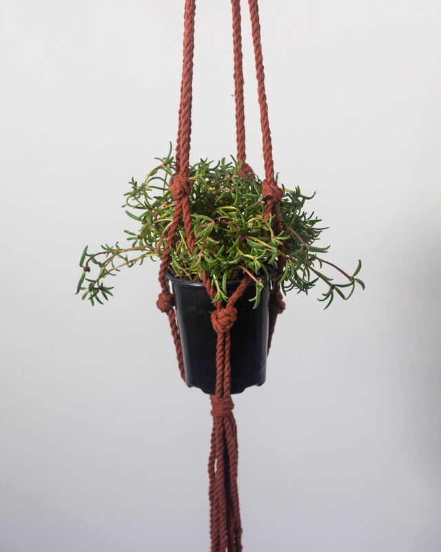 Bluefields Macrame Plant Hanger - Handmade Boho Wall Decor for Indoor Plants, Tile Red | Perfect for Living Room, Bedroom, Balcony & Home Decor