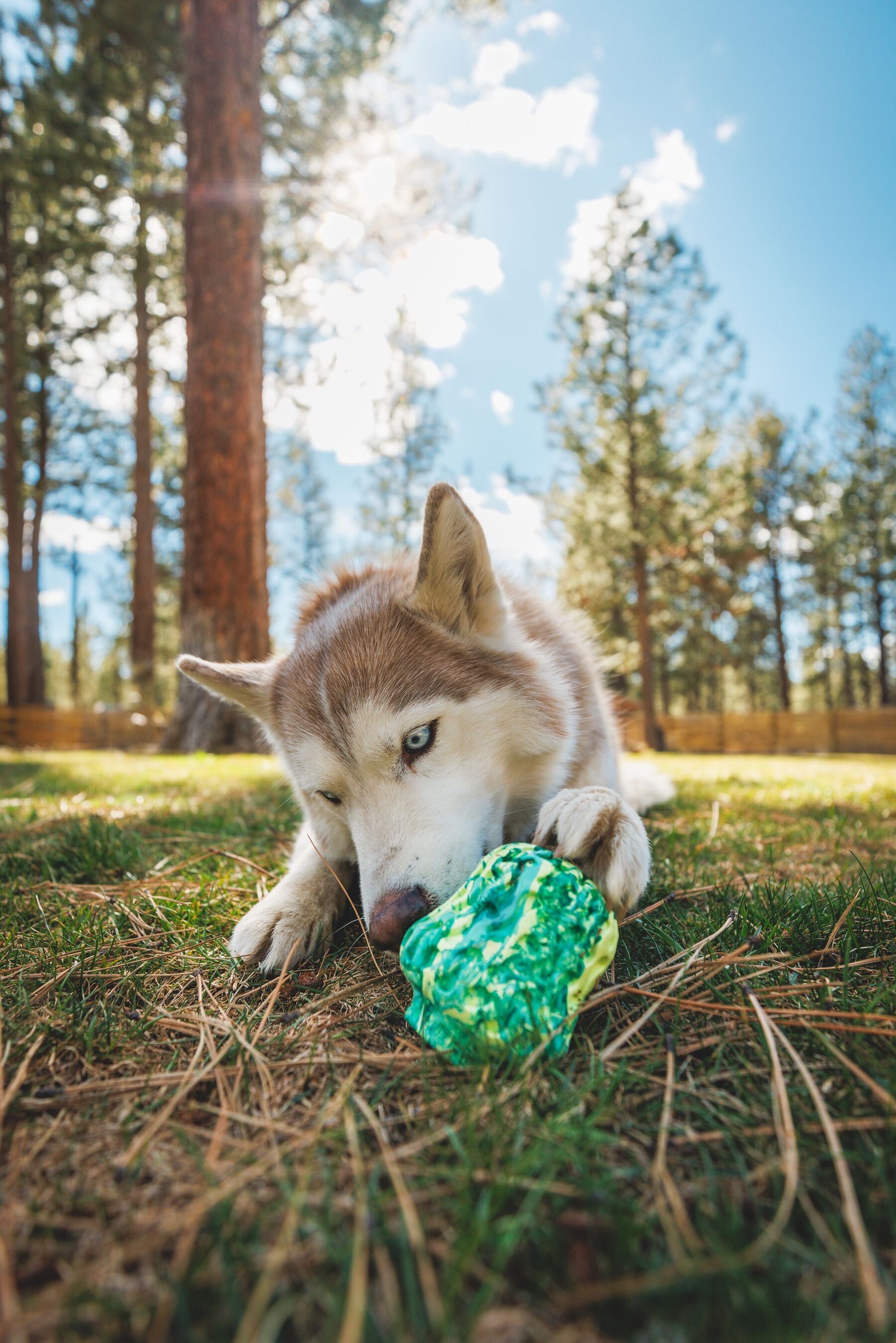 Interactive Dog Puzzle Toy & Treat Dispenser - Morel™ Gray Sky by Ruffwear® | Mental Stimulation & Reward Training for Dogs