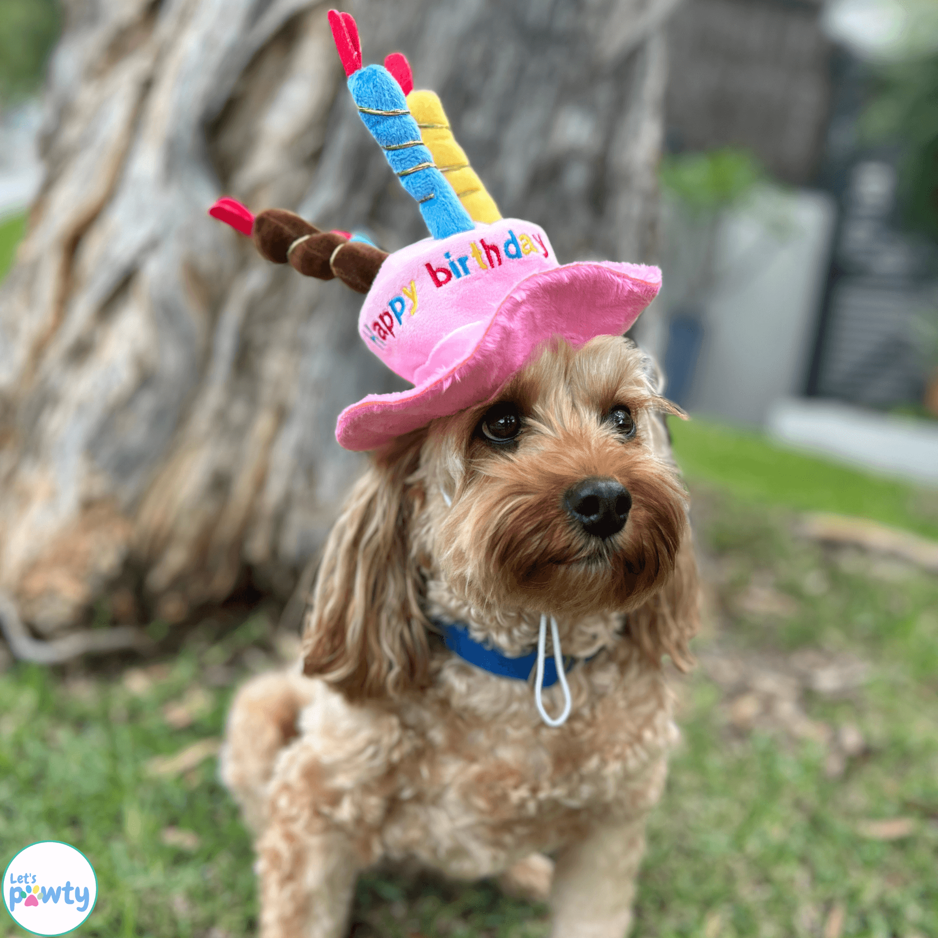Personalized Dog Birthday Gift Box - Deluxe Pink Pet Present Set for Dogs & Puppies | Perfect for Birthdays, Adoption Anniversaries & Special Occasions