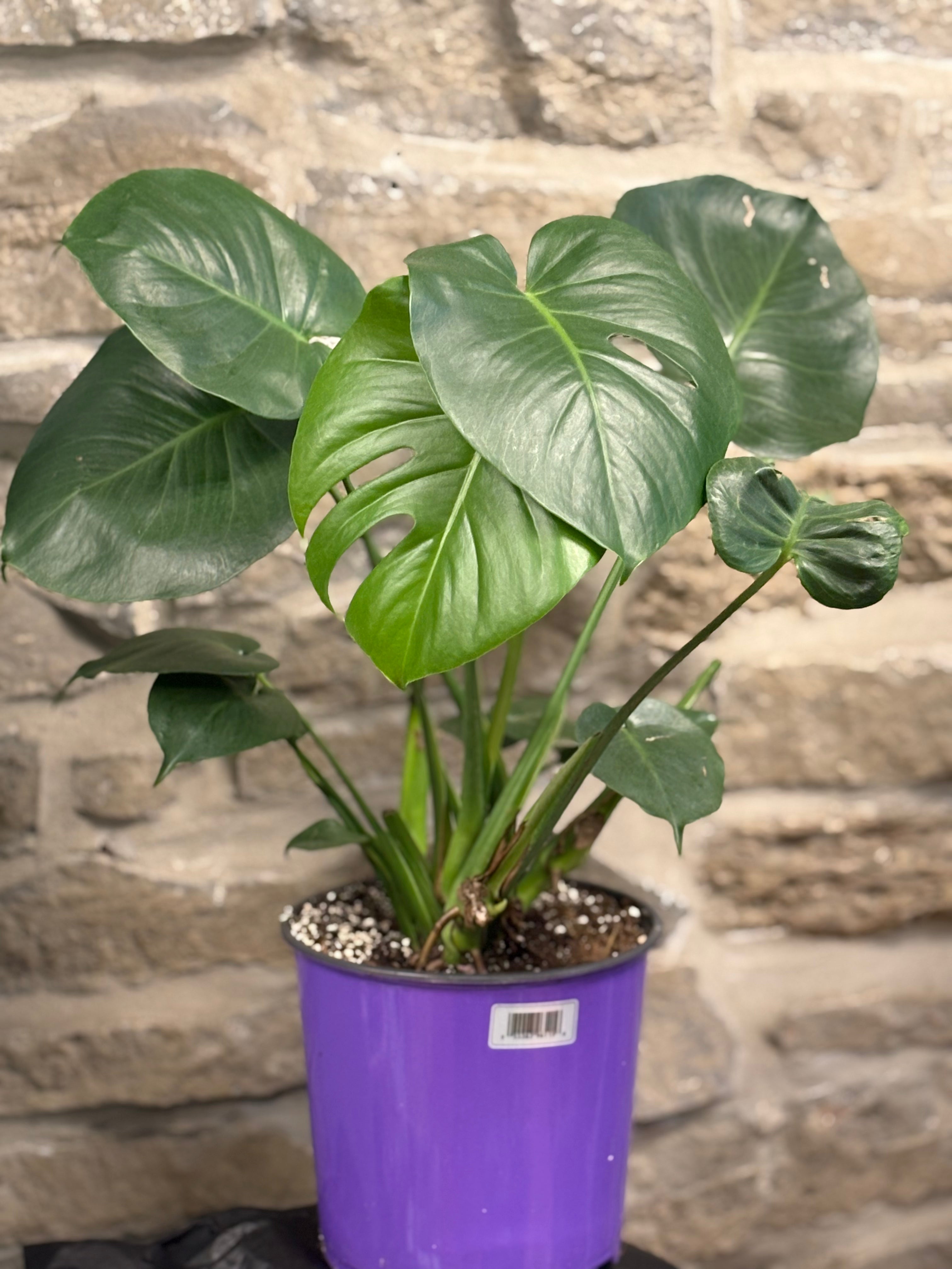 Monstera Deliciosa Swiss Cheese Plant - 8 Inch Live Indoor Houseplant for Home Decor, Office, Living Room | Easy Care Tropical House Plant for Beginners