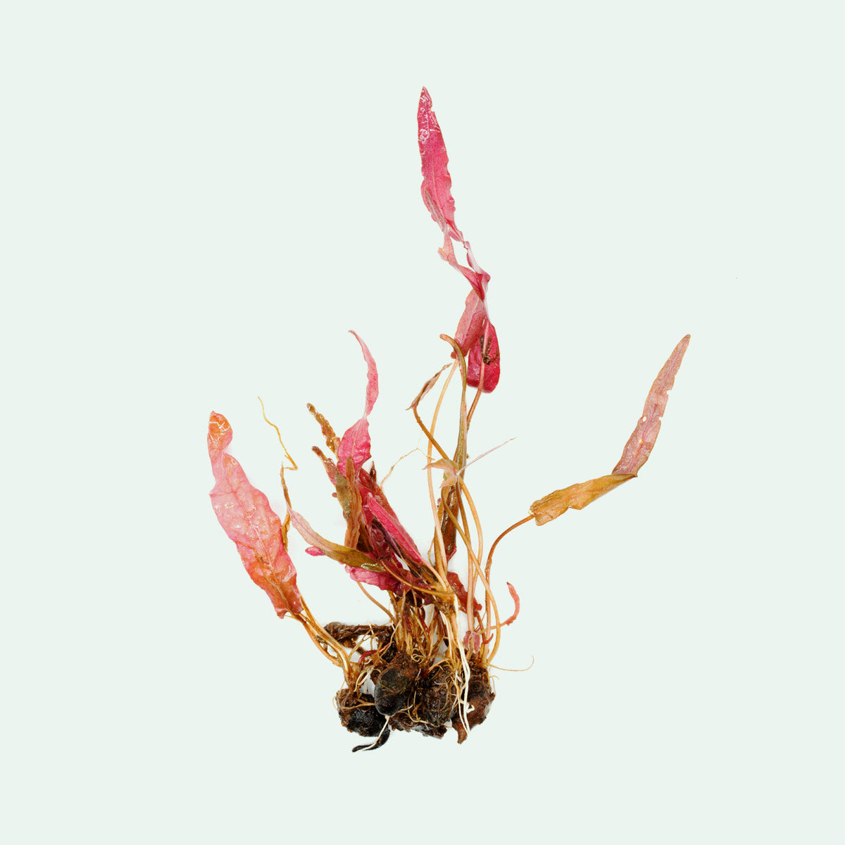 Barclaya Longifolia Freshwater Aquarium Plant - Live Aquatic Plant for Fish Tanks, Ponds & Aquascaping | Perfect for Natural Aquarium Decor & Shrimp Habitats