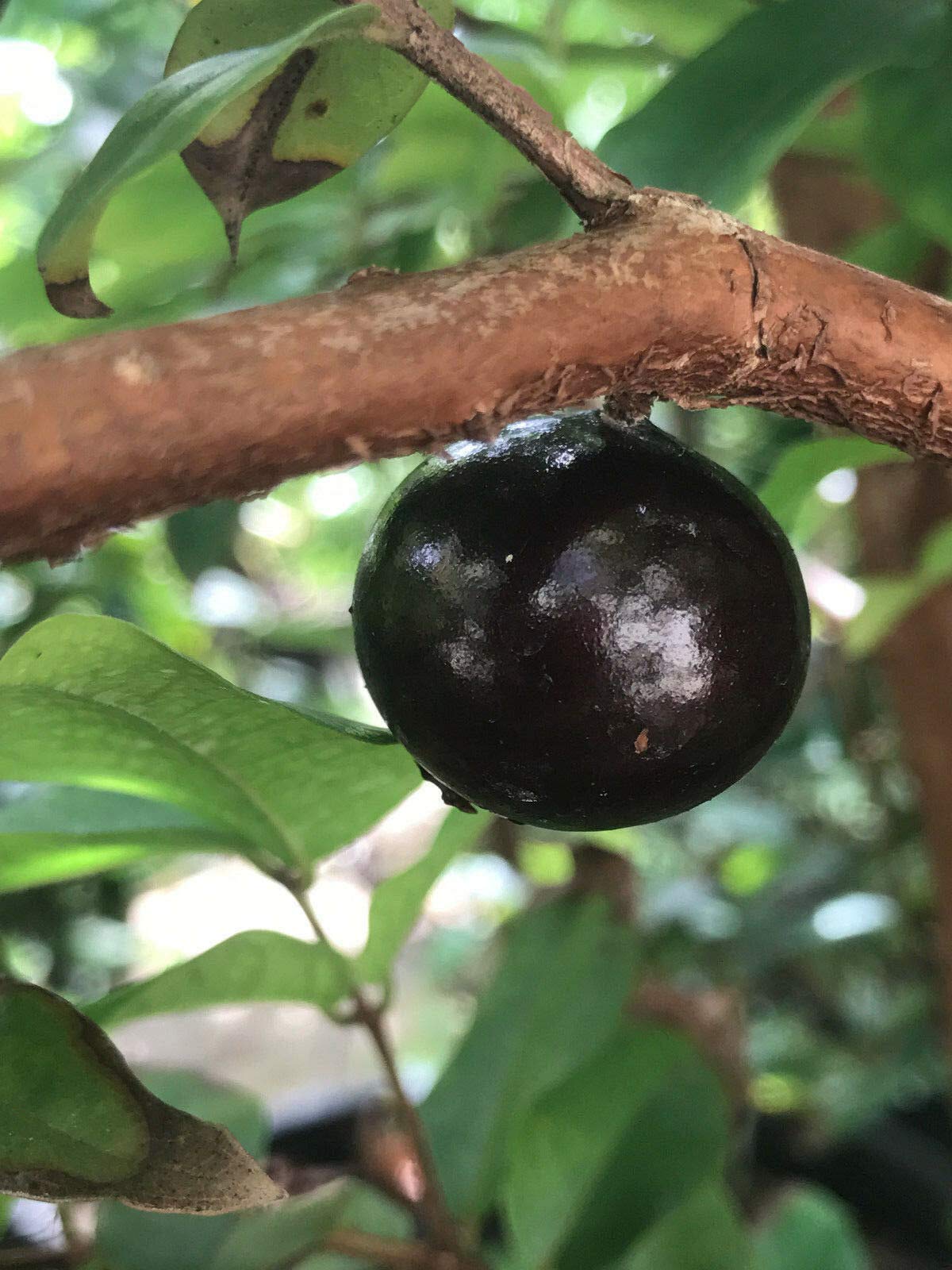 Live Red Hybrid Jaboticaba Tree (Myrciaria cauliflora x aureana) - US Grown Tropical Fruit Plant for Home Garden & Landscaping | Fresh Not Seeds or Bulbs