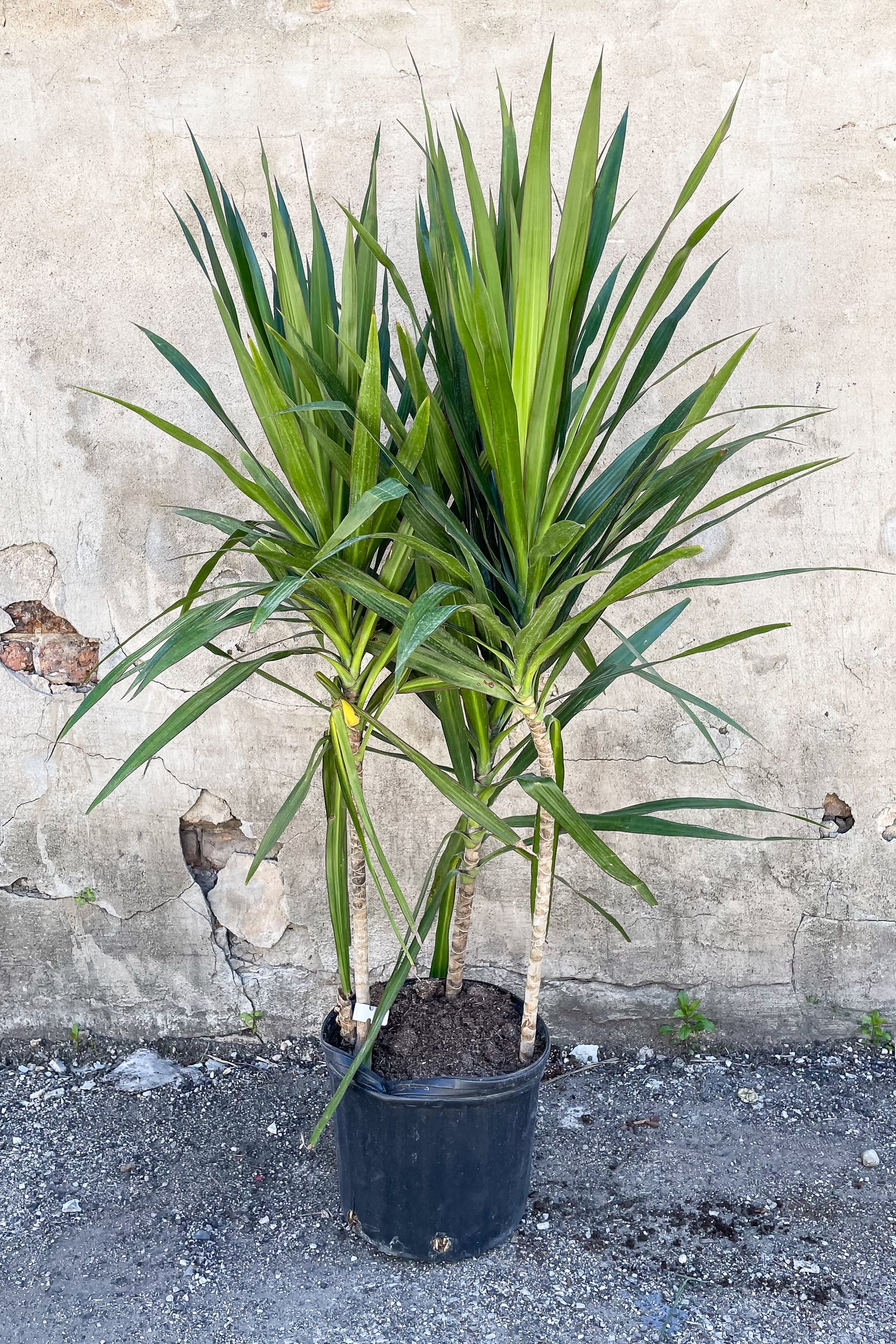 Dracaena 'Tarzan' Bush - 10