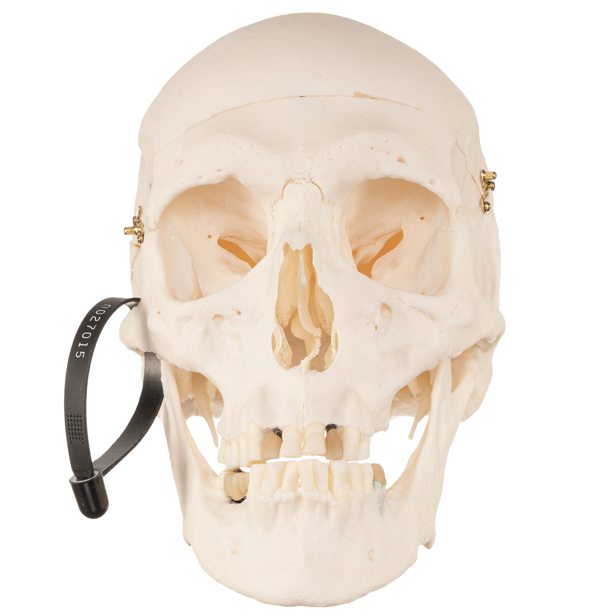 Authentic Human Skull Model for Medical Research & Education - Perfect for Anatomy Studies, Classroom Demonstrations & Halloween Decor
