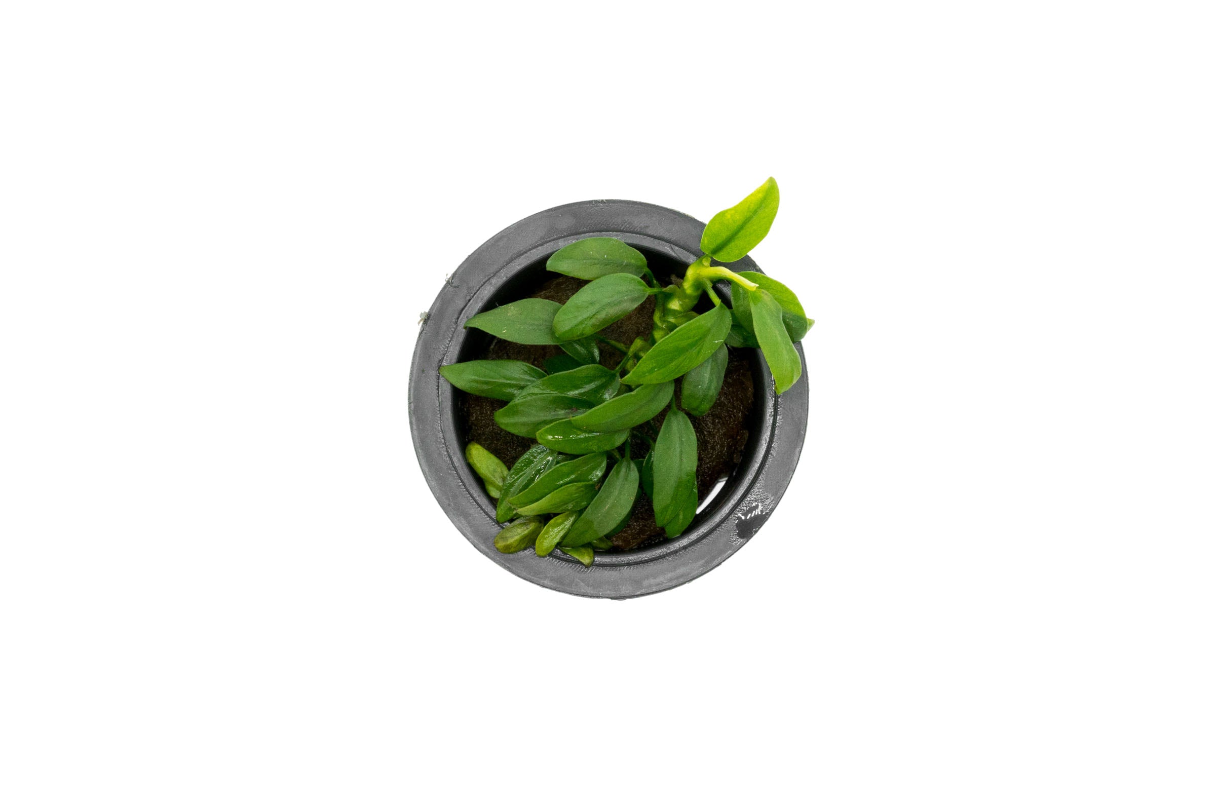 Anubias Chili Live Aquarium Plant - Easy Care Freshwater Aquatic Plant for Fish Tanks, Aquascaping & Shrimp Tanks - Perfect for Low Light Aquariums & Nano Tanks