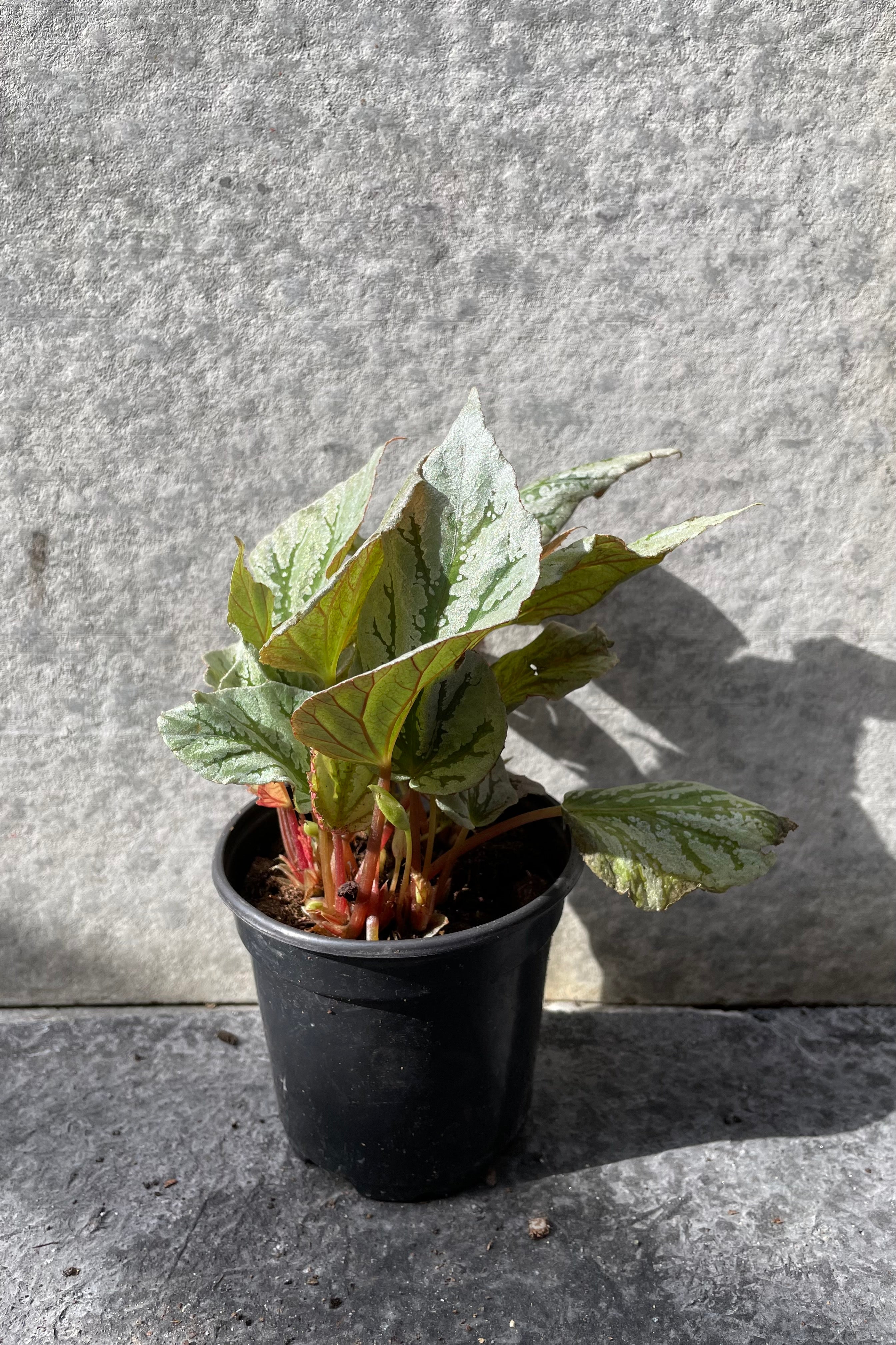 Rex Begonia Cultorum 4 - Stunning Foliage Houseplant for Home & Office Decor | Perfect for Indoor Gardens, Terrariums & Gift Giving