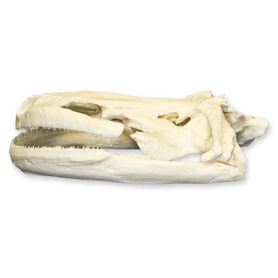 Authentic Replica Giant Salamander Skull - Lifelike 3D Printed Animal Skull Model for Science Education, Home Decor & Halloween Props