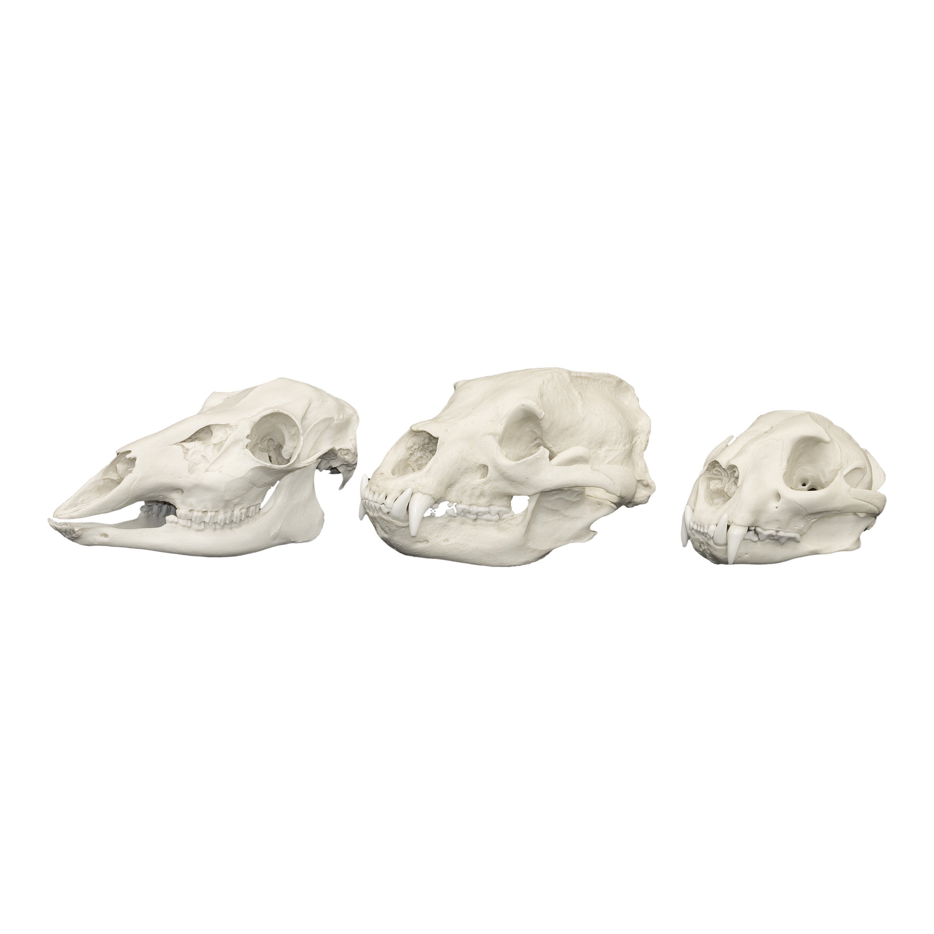 Authentic Replica Comparative Skull Kit - North American Animal Skull Models for Anatomy Study | Perfect for Biology Classrooms, Veterinary Education & Science Museum Displays