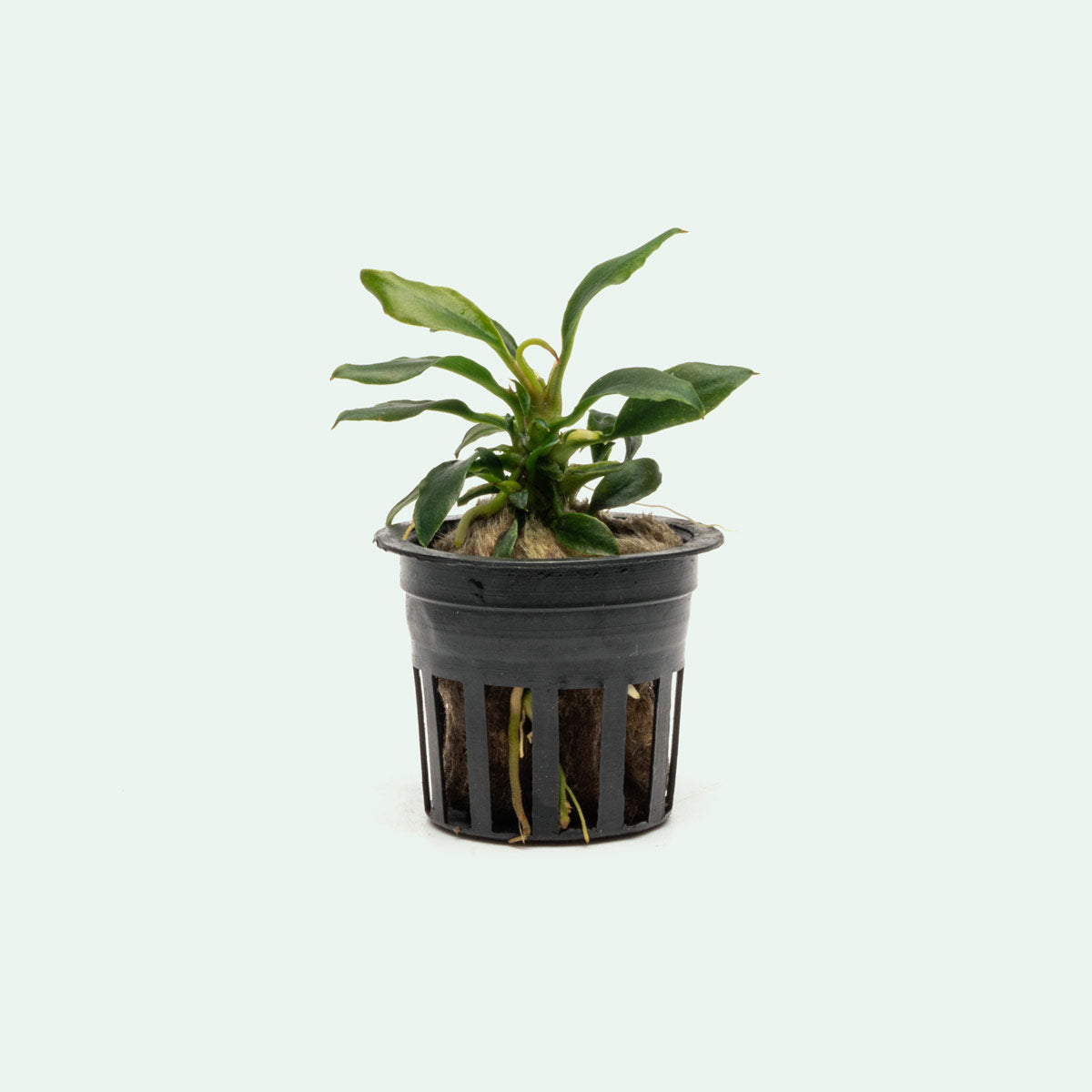 Anubias Chili Mini Live Aquarium Plant - Easy Low Light Aquatic Plant for Fish Tanks, Aquascaping & Nano Tanks (Perfect for Shrimp & Betta Fish Habitats)