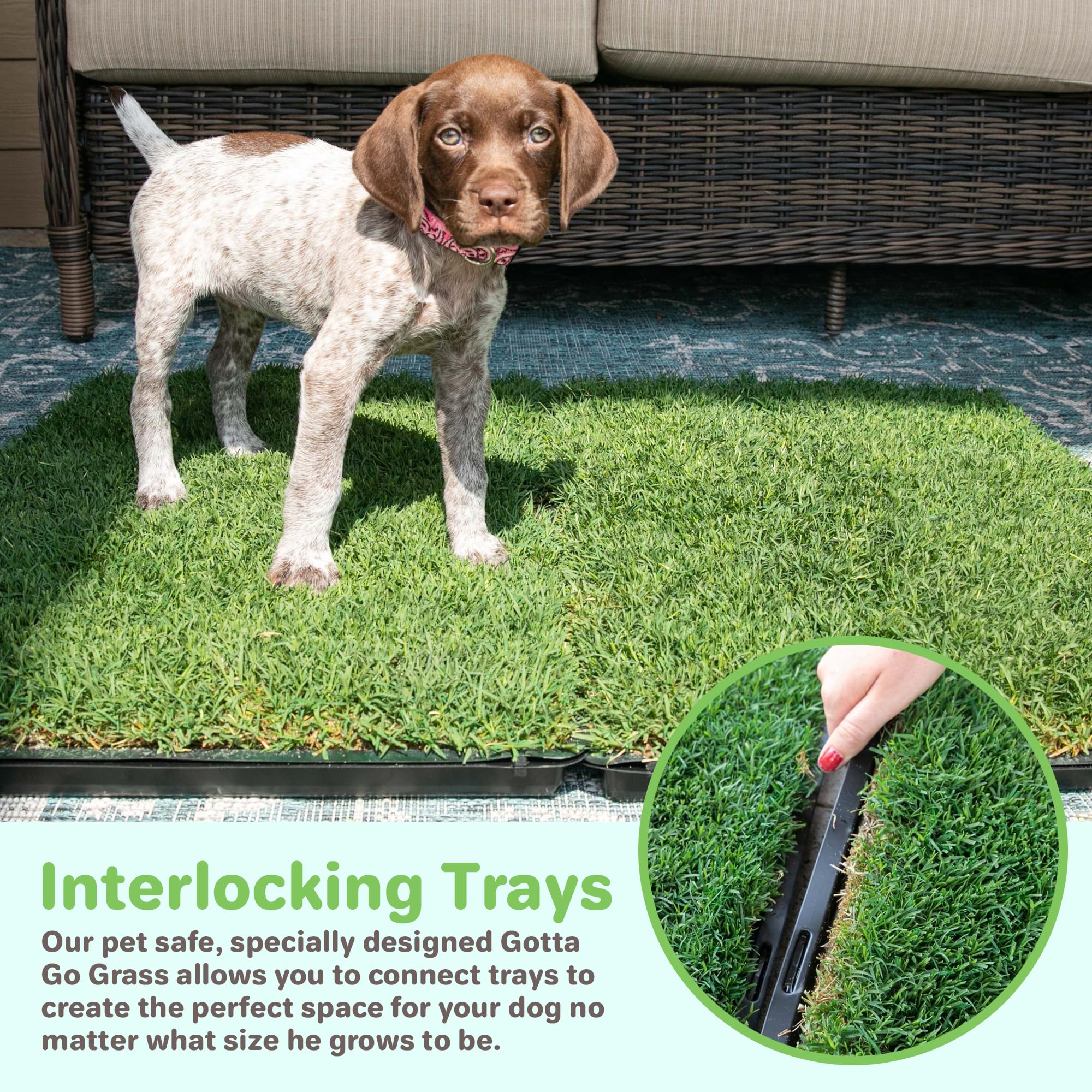 **Gotta Go Grass - Natural Dog Grass Patch for Potty Training - Real Grass Puppy Pad with Tray - Indoor/Outdoor Portable Pet Loo - Perfect for Apartments, Balconies & Travel**    *(Ideal for Puppy Training, Small Dogs & Convenient Pet Relief Anywhere!)*