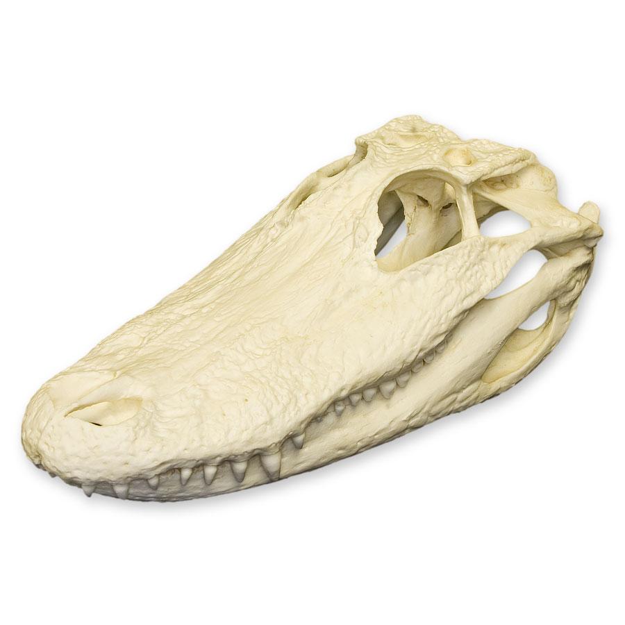 Authentic Replica American Alligator Skull - 11.5 Inch Lifelike Alligator Head Model for Home Decor, Educational Display, and Halloween Props