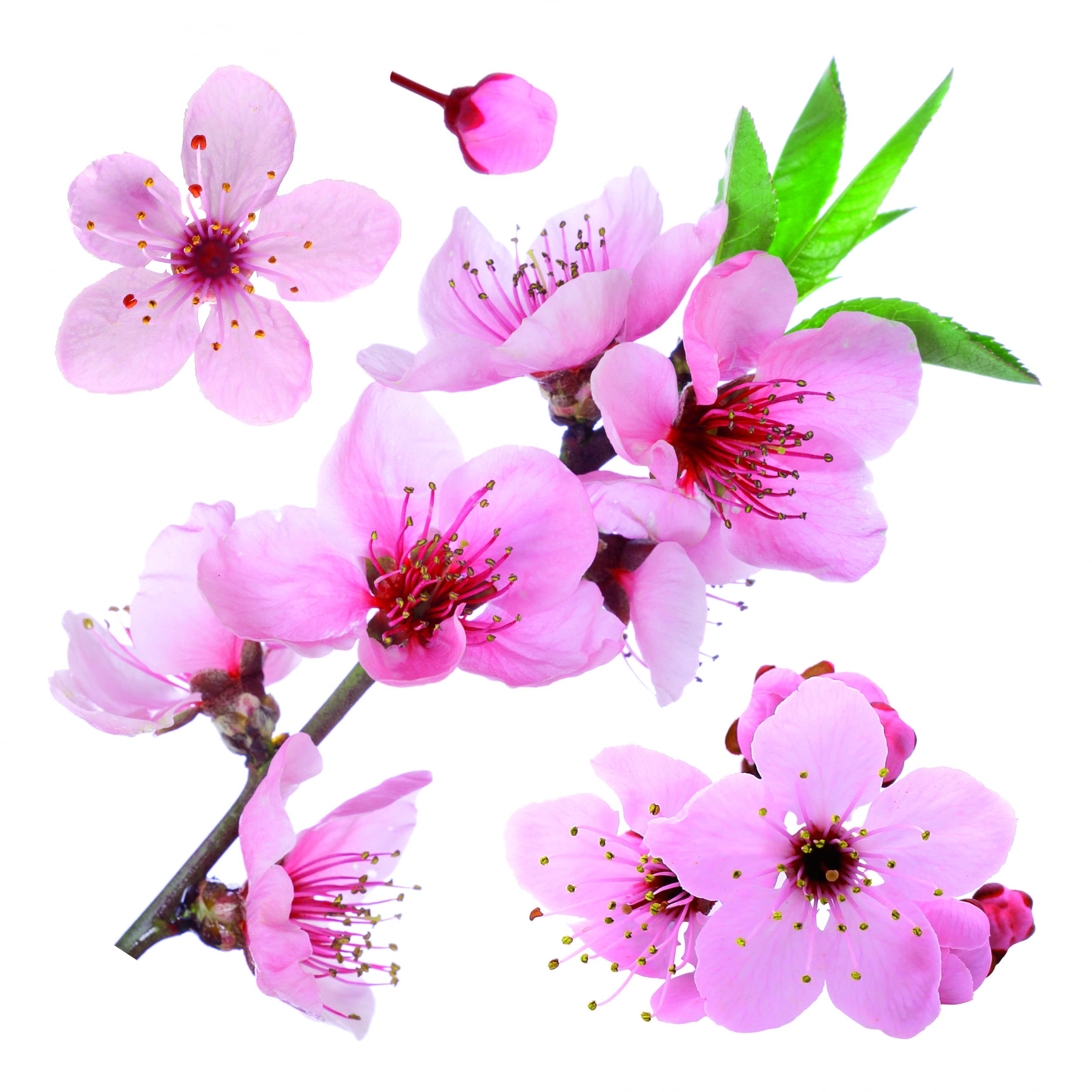 CR-54327 Cherry Blossom Wall Decal - Pink Floral Vinyl Sticker for Home Decor | Perfect for Bedroom, Nursery & Living Room Wall Art