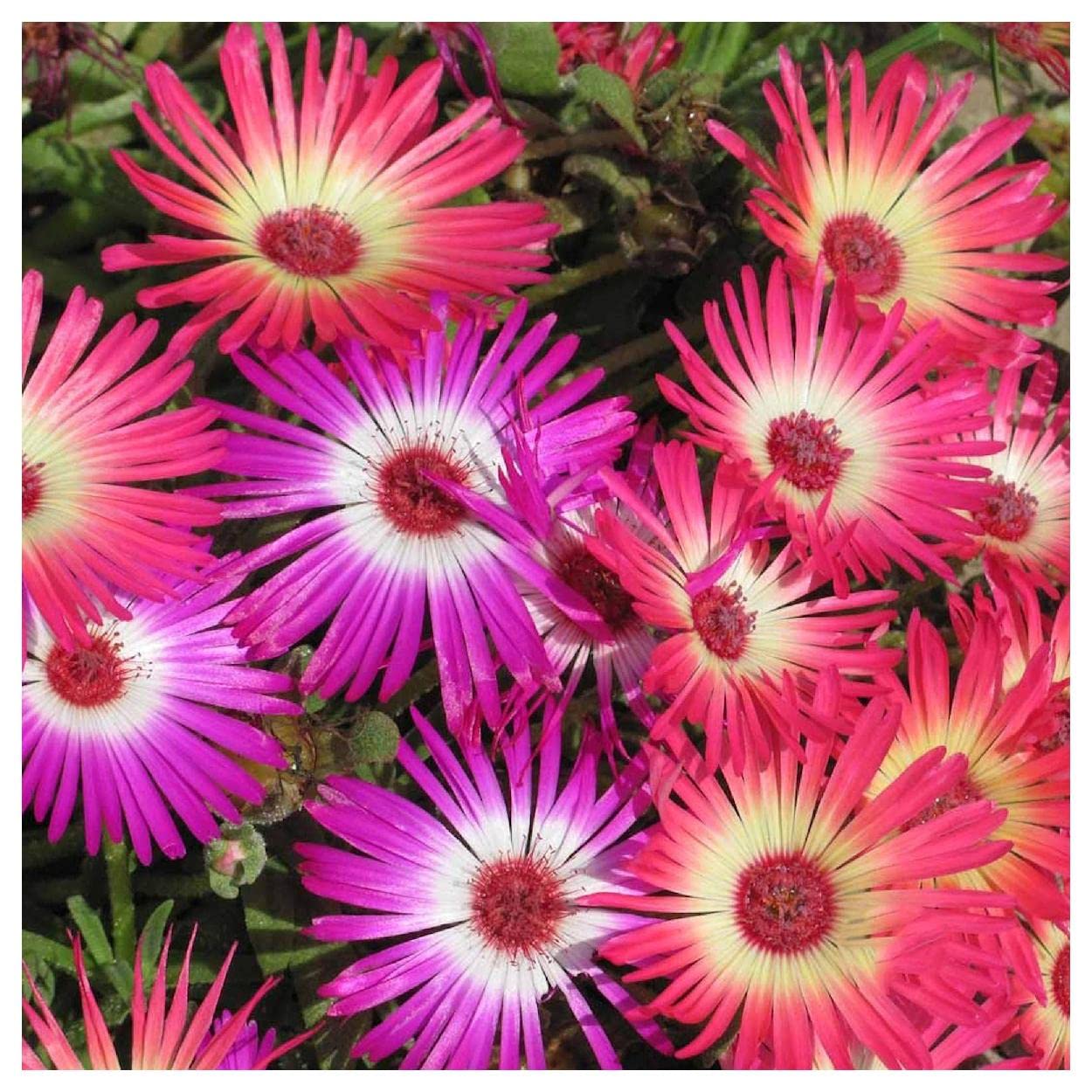Everwilde Farms - 2000 Livingston Daisy Ice Plant Wildflower Seeds - Gold Vault Jumbo Seed Packet for Garden, Landscaping & Pollinator-Friendly Planting