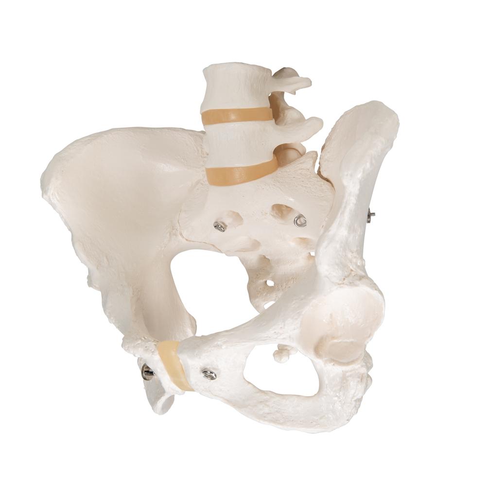 Female Pelvic Skeleton Model - Anatomically Accurate Human Pelvis Bone Structure for Medical Students, Doctors & Physical Therapists - Perfect for Anatomy Study, Patient Education & Medical Office Display