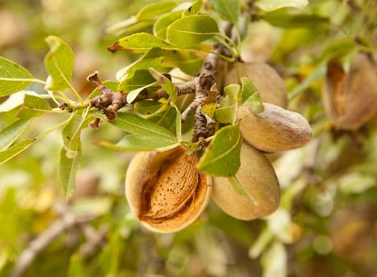 Organic Raw Almonds 1lb - Non-GMO, Unsalted, Gluten-Free | Perfect for Snacking, Baking & Healthy Recipes