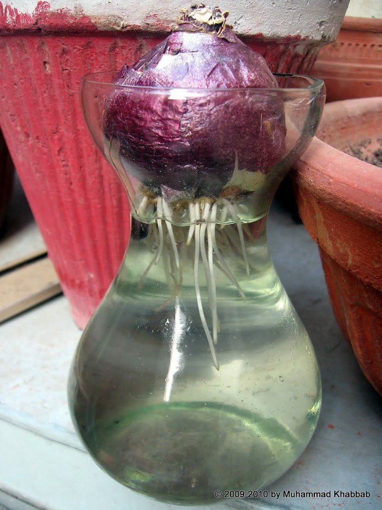 Hyacinth Growing Kit with Fragrant Purple Bulbs & Vase - Perfect Gardening Gift for Home, Office Decor & Spring Planting