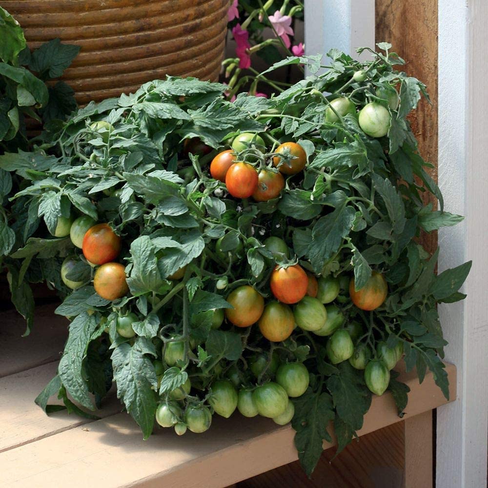 Premium Tumbling Tiger Micro-Dwarf Tomato Seeds - 100pcs/Packet for Hanging Baskets, Patio Gardens & Indoor Herb Planters