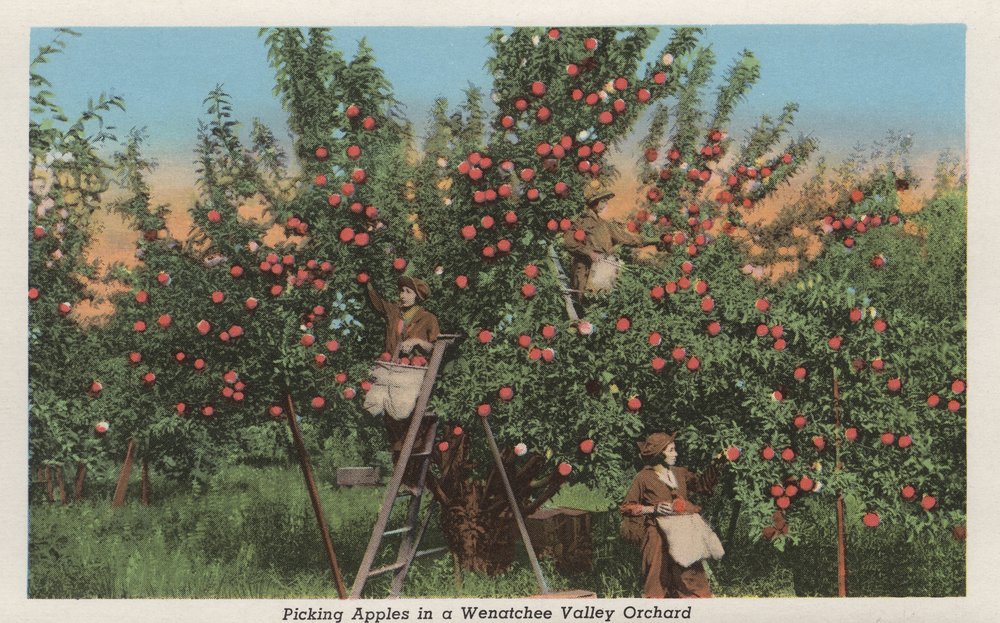 9x12 Apple Orchard Art Print - Wenatchee WA Farm Landscape Wall Decor, Travel Poster for Home Office & Living Room