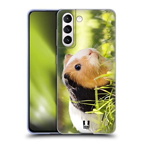 Guinea Pig Pet