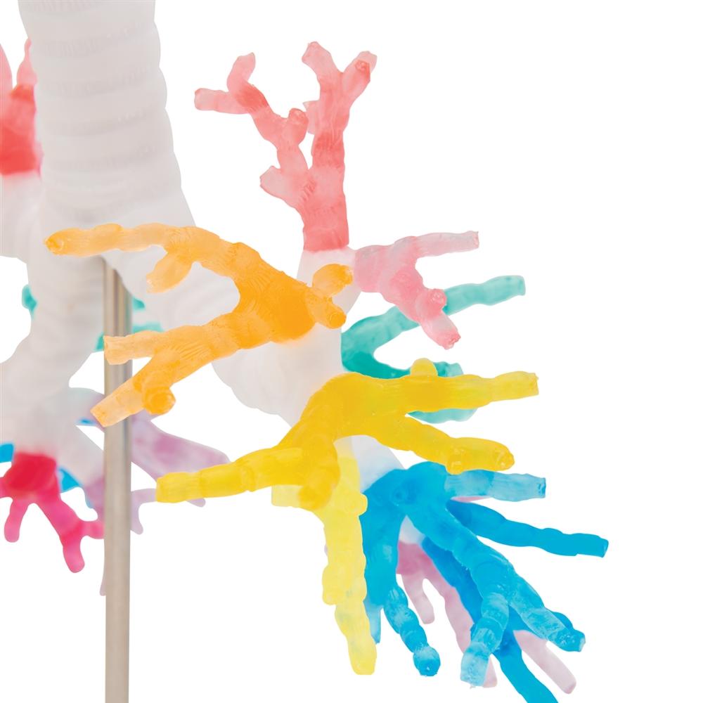 CT Bronchial Tree with Larynx & Transparent Lungs Model - Human Respiratory System Anatomy Model for Medical Students, Doctors & Educators - Perfect for Classroom Demonstrations & Medical Training