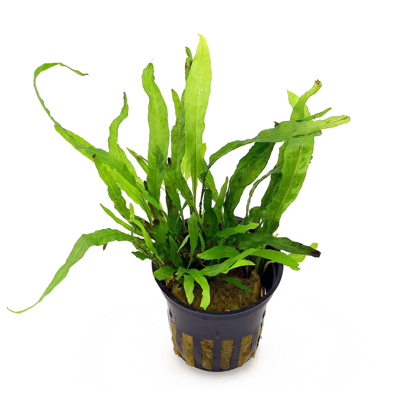 TCulture Microsorum Pteropus Sp Narrow (Java Fern) Live Aquarium Plant - Perfect for Fish Tanks, Aquascaping & Low-Light Aquatic Environments