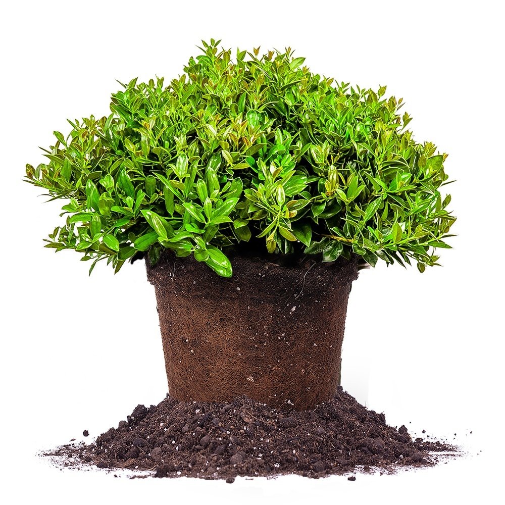 Carissa Holly Live Plant - 3 Gallon Size with Special Blend Fertilizer & Planting Guide - Perfect for Landscaping, Hedges, and Garden Decor